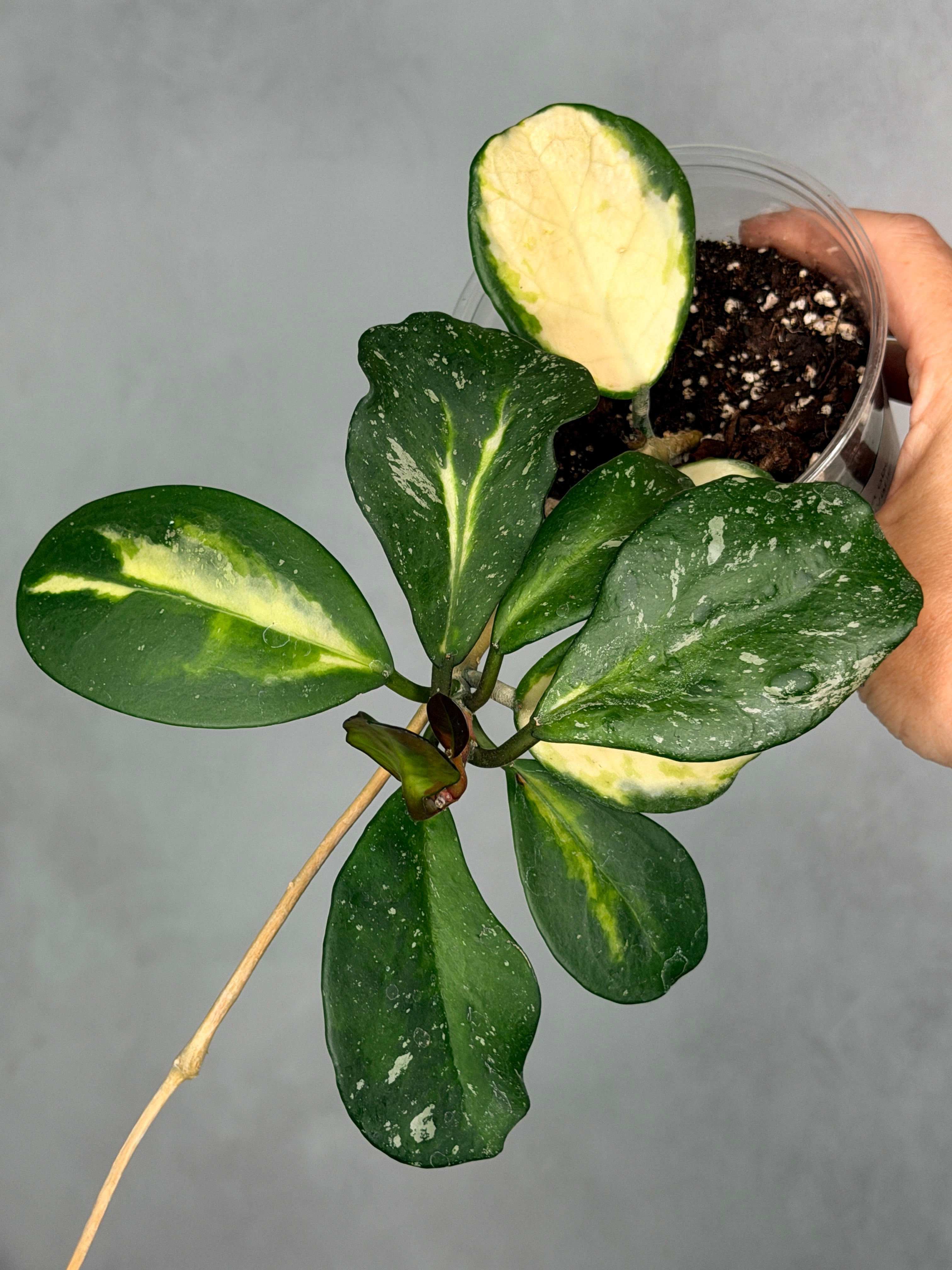 Hoya obovata (inner variegated)