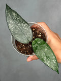 Hoya dasyantha (splash)