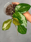 Hoya quinquenervia