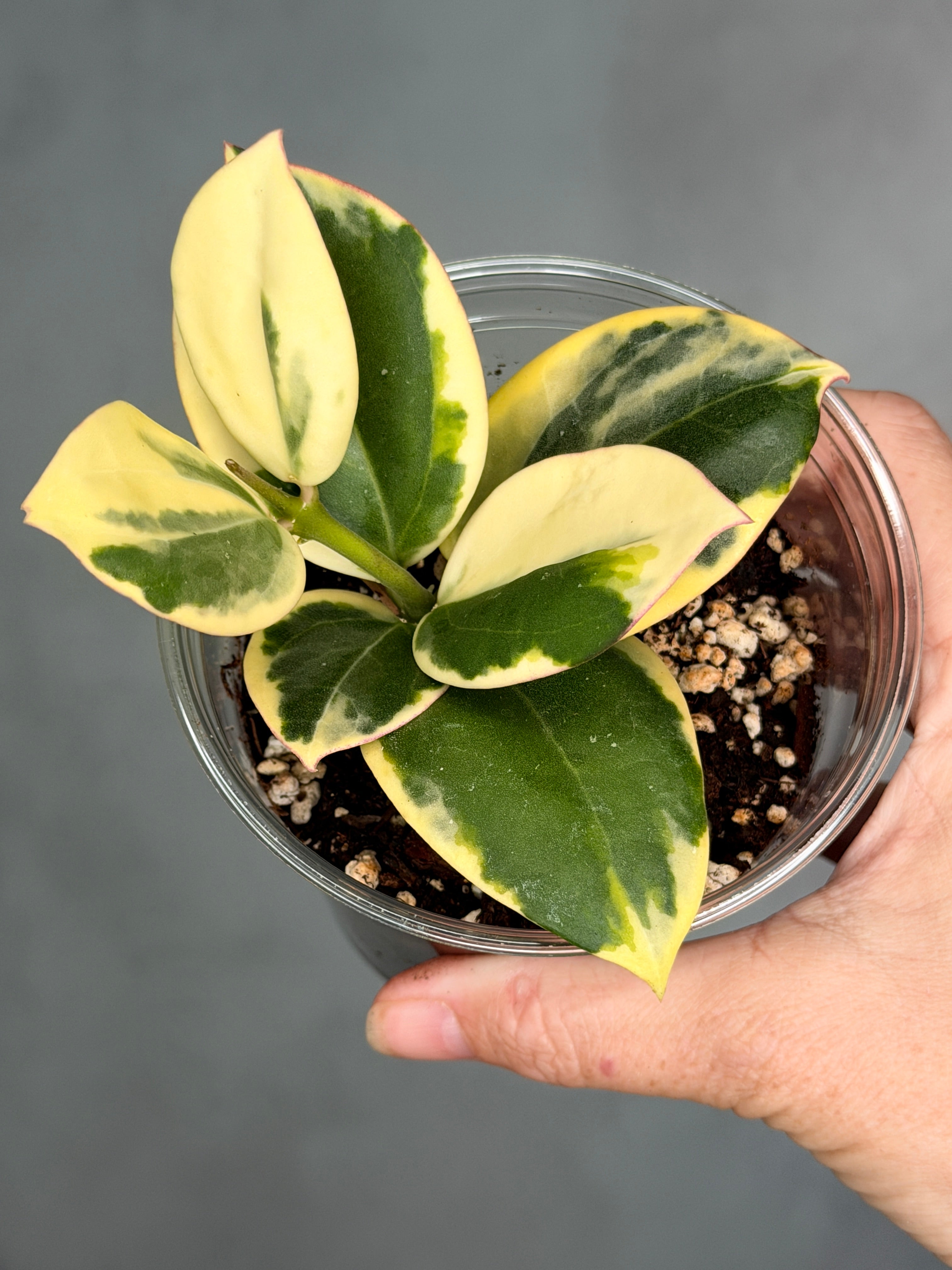 Hoya 'Para Albo'