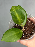 Hoya 'Sunshine' MB 1459b