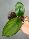 Hoya sp. RHM 24226-kp05a