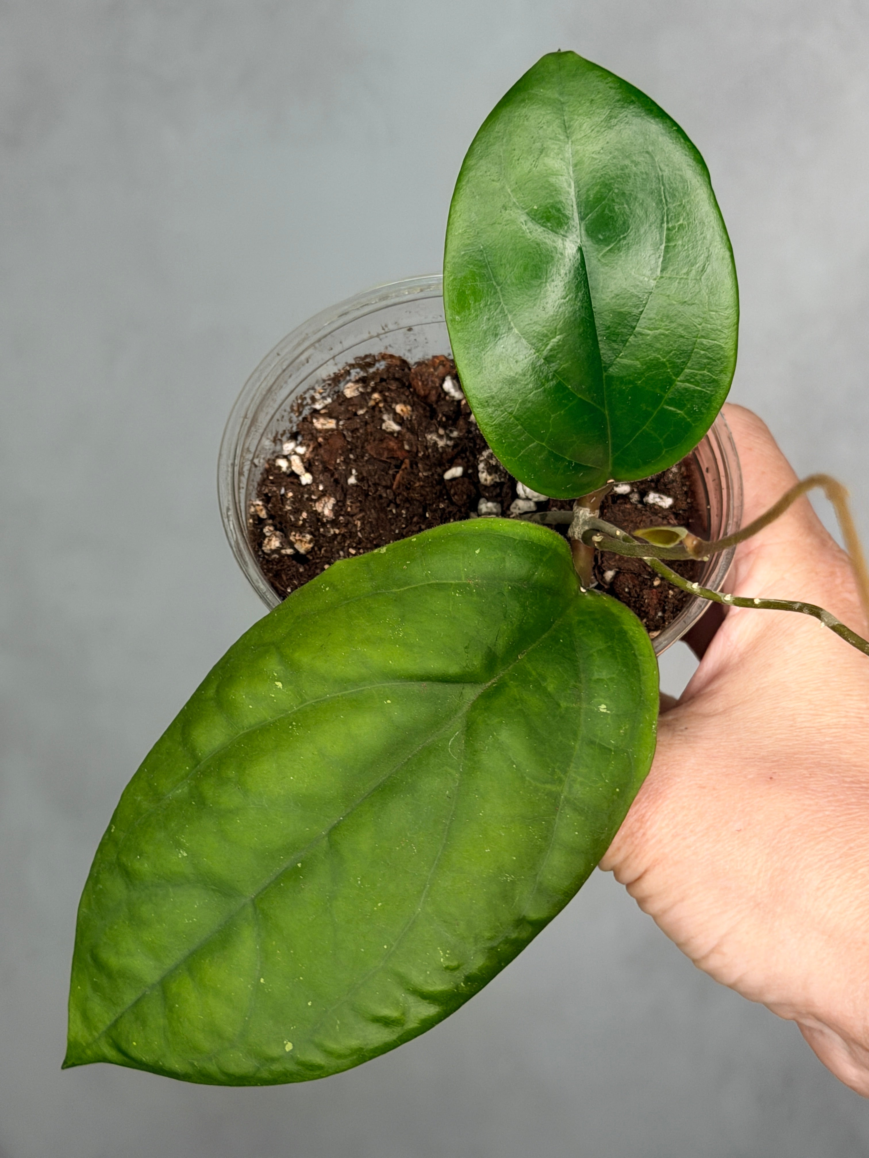 Hoya sp. RHM 24226-kp05a