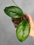Hoya sp. RHM 24226-kp05b