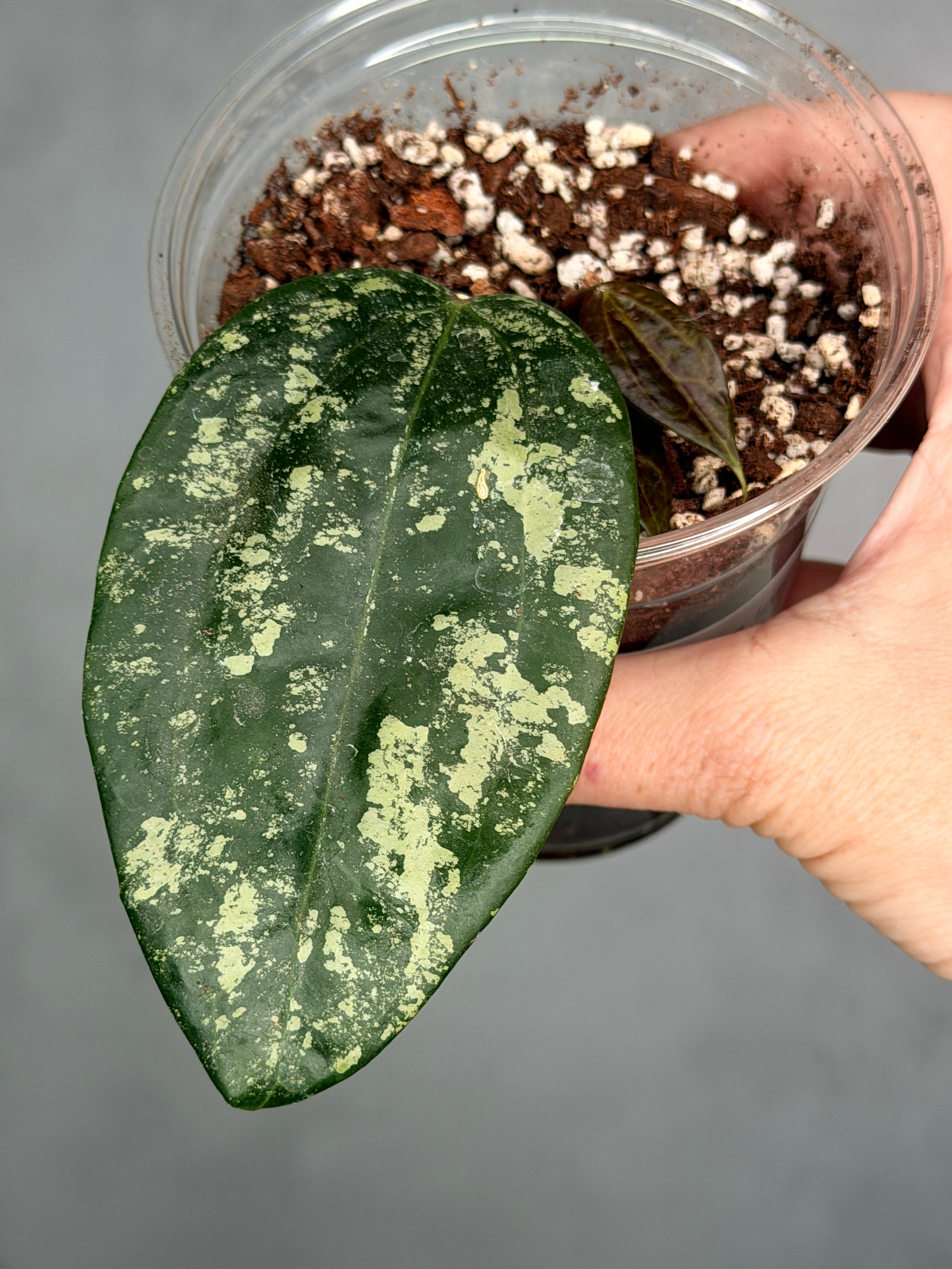 Hoya latifolia 'MRH'
