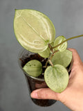 Hoya verticillata (heart-shaped, silver)