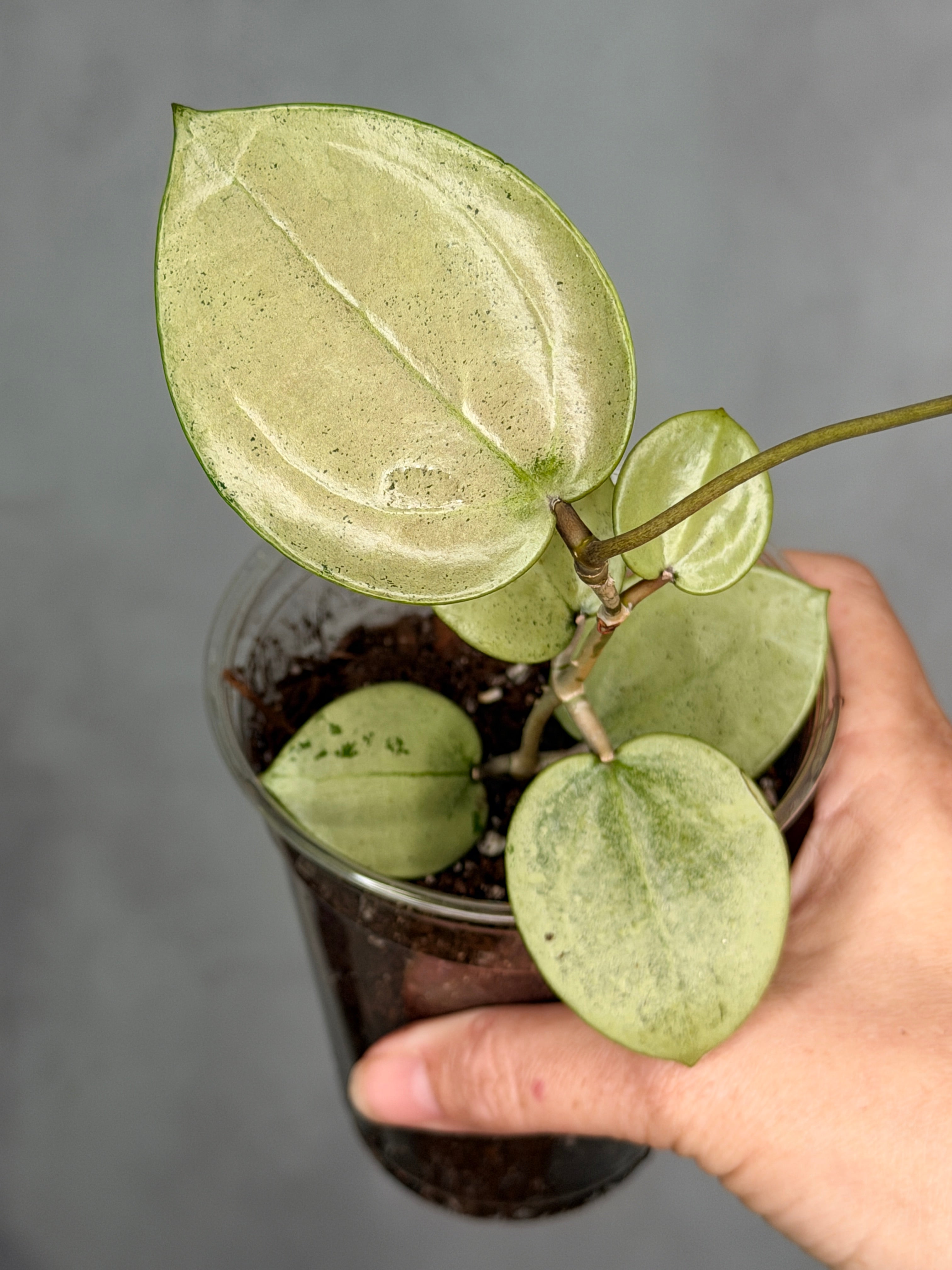 Hoya verticillata (heart-shaped, silver)