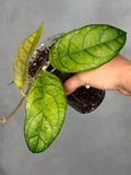 Hoya ranauensis