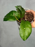 Hoya sp. AH 1025