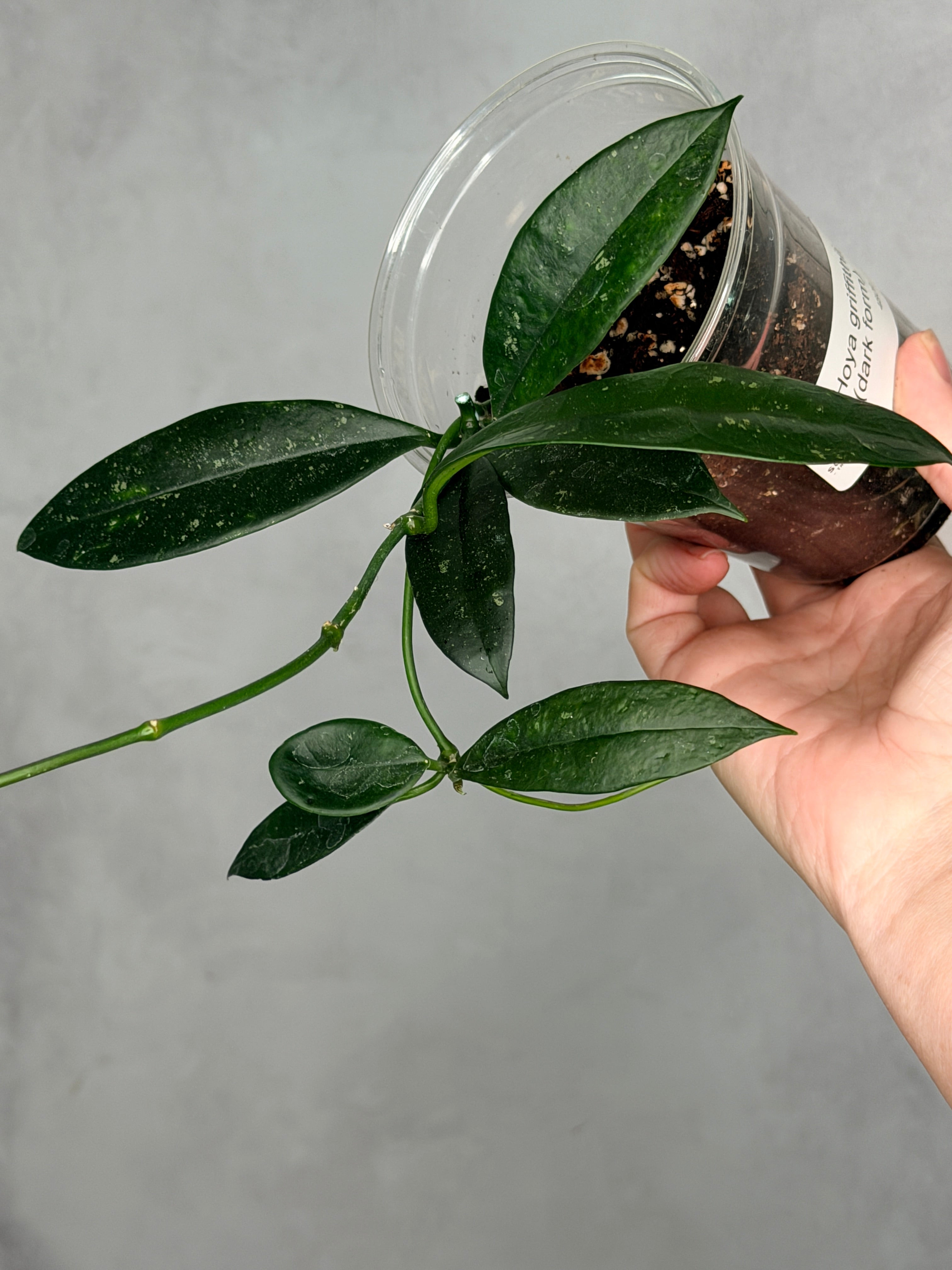 Hoya griffithii (dark form)