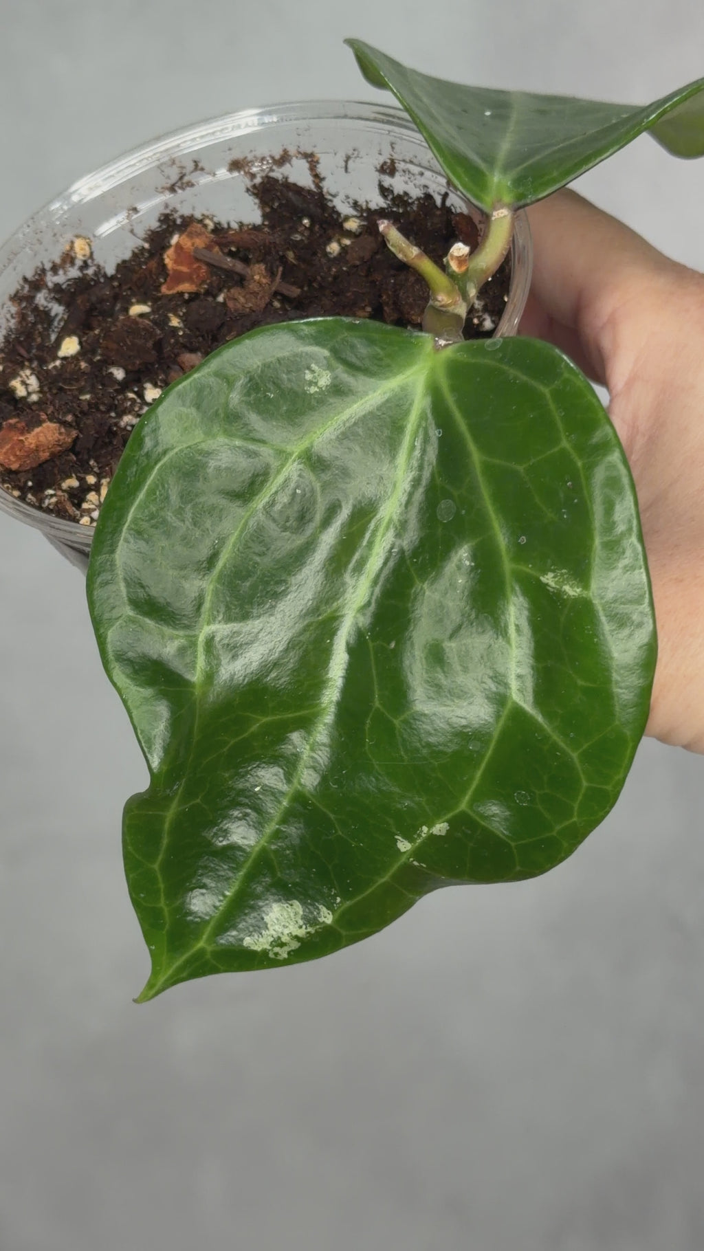Hoya sp. GPS 8856