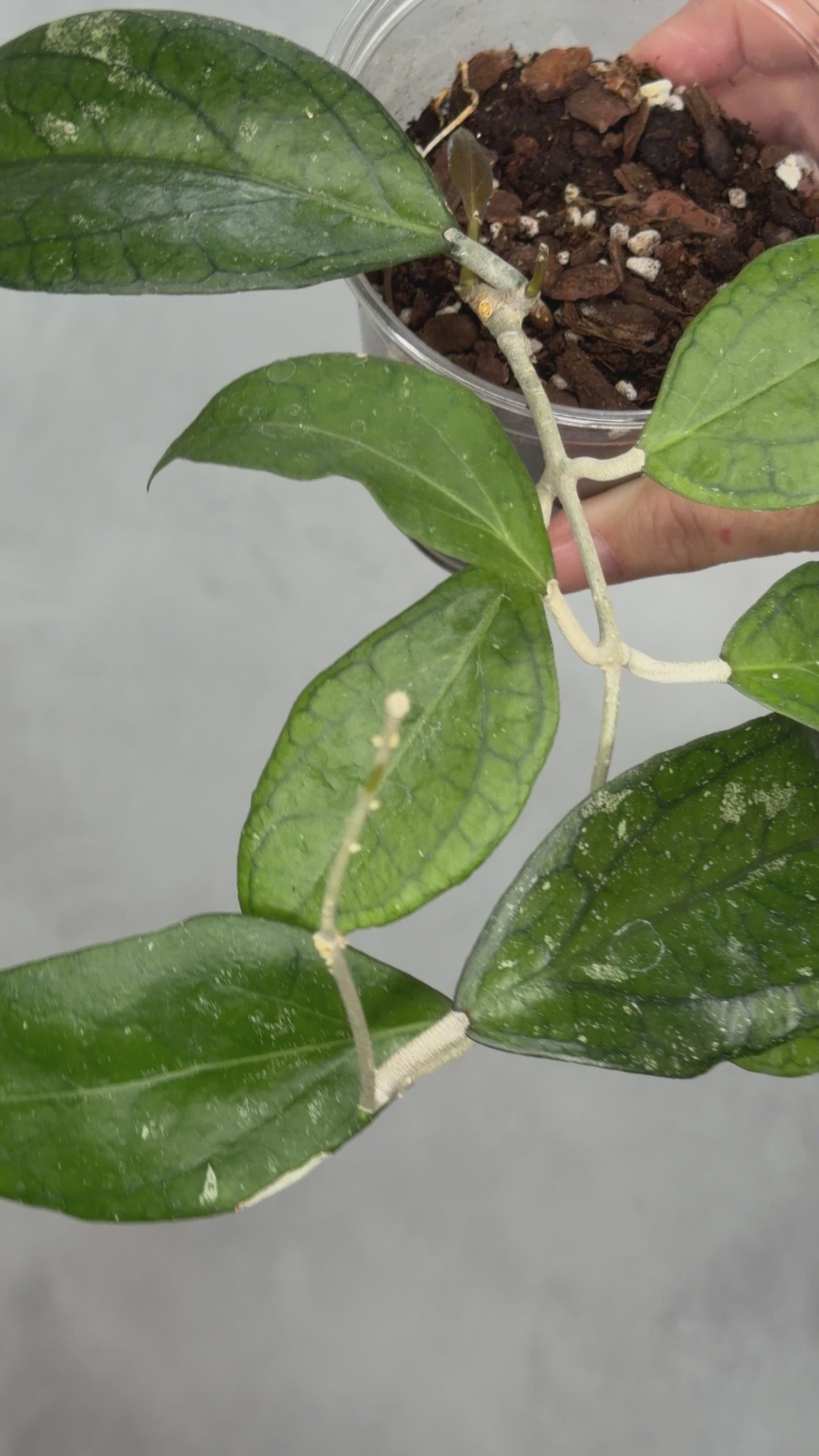 Hoya ‘Tequila Sunrise’ MB1280