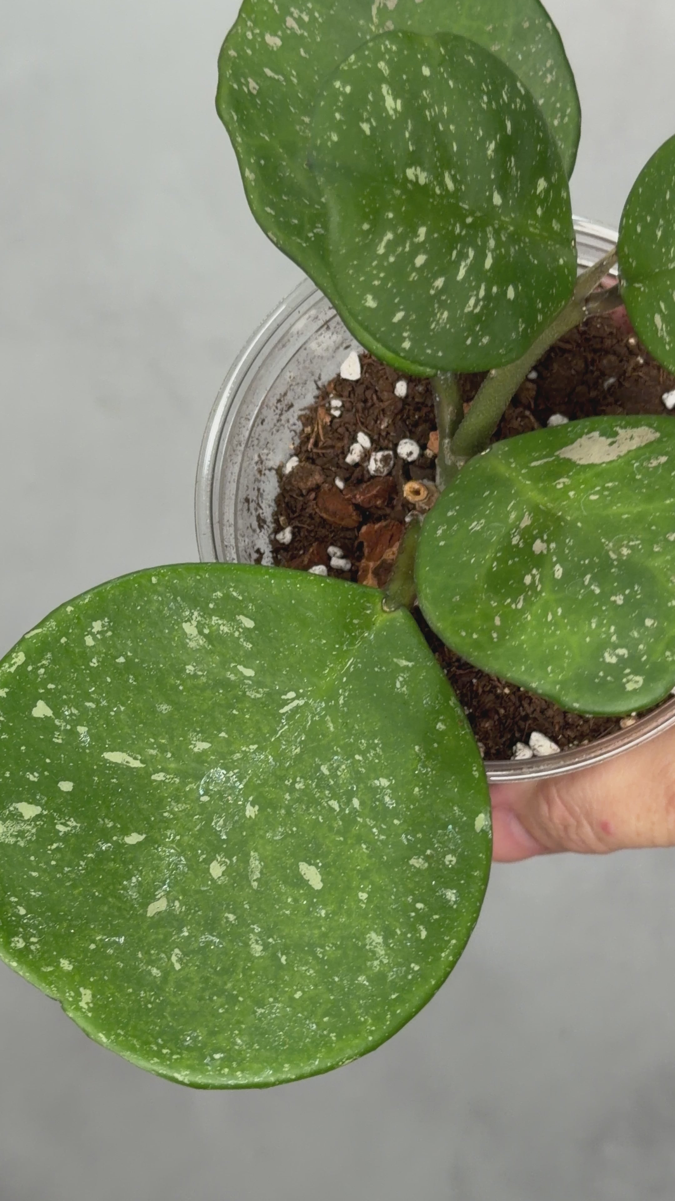 Hoya ‘Davids Green Cup’