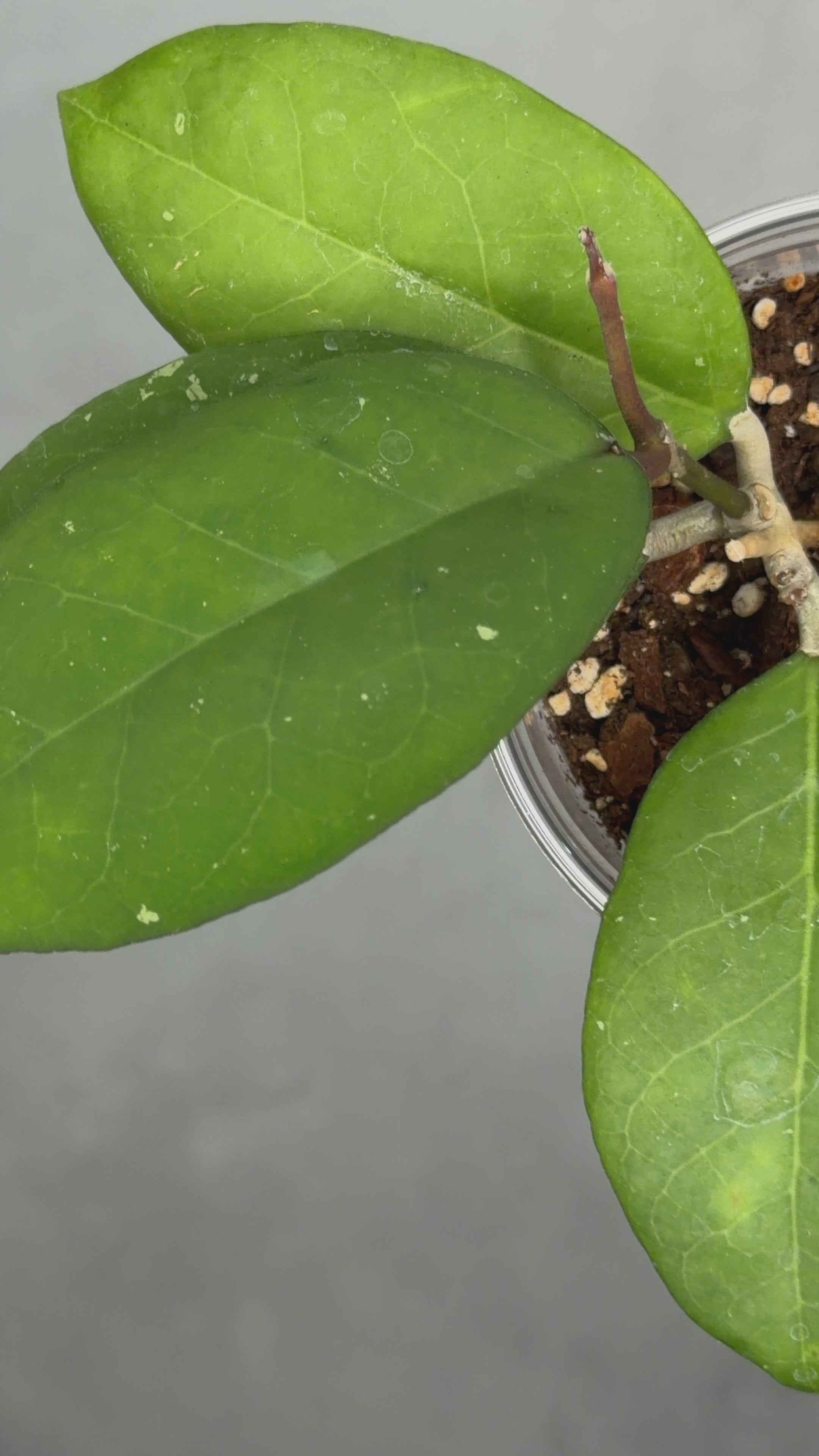 Hoya sp. EPC 1018 (Red Corolla)