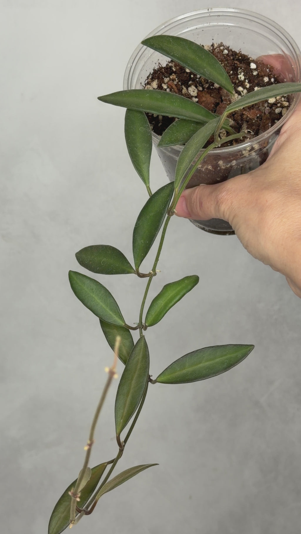 Hoya anncajanoae