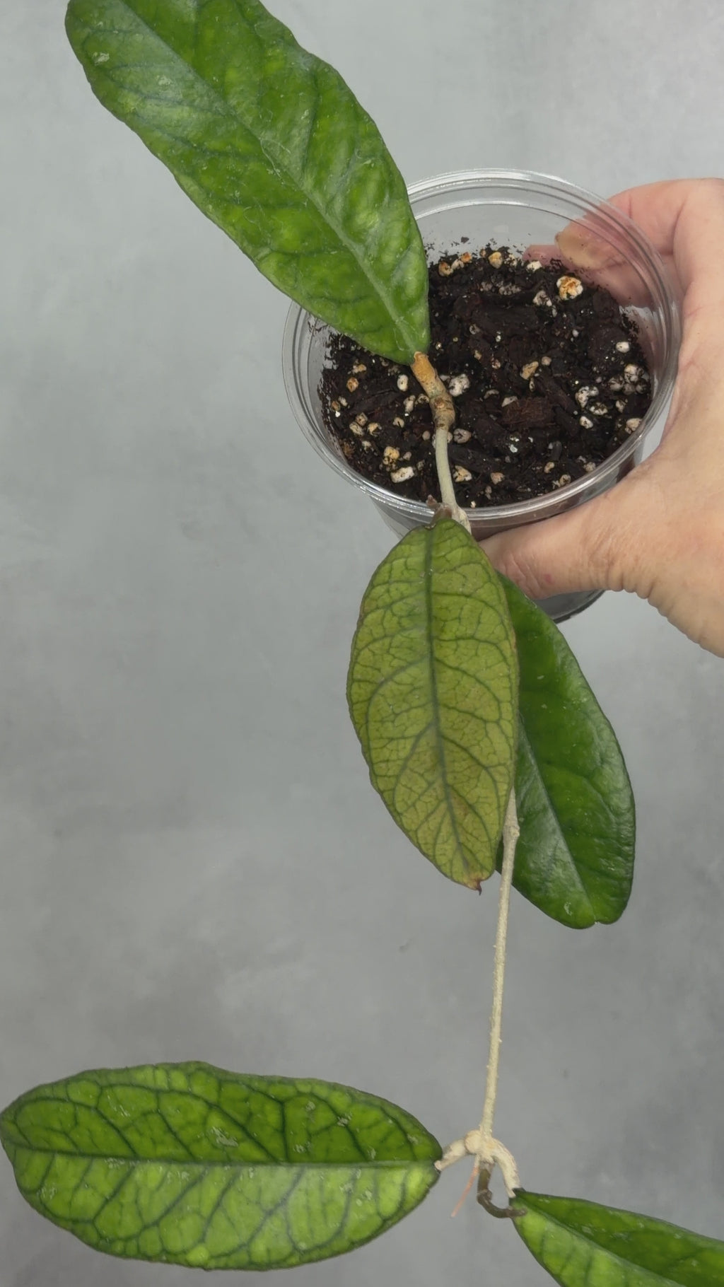 Hoya ranauensis