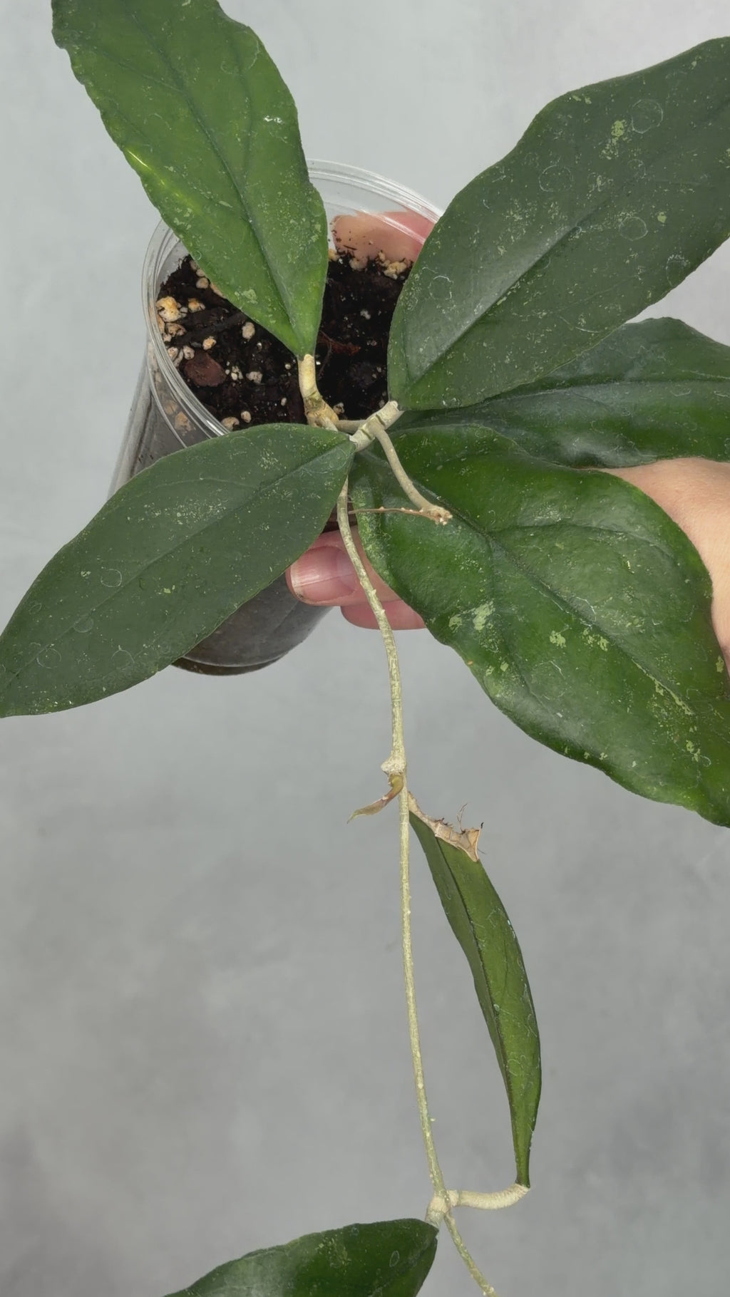 Hoya sp. Limbang