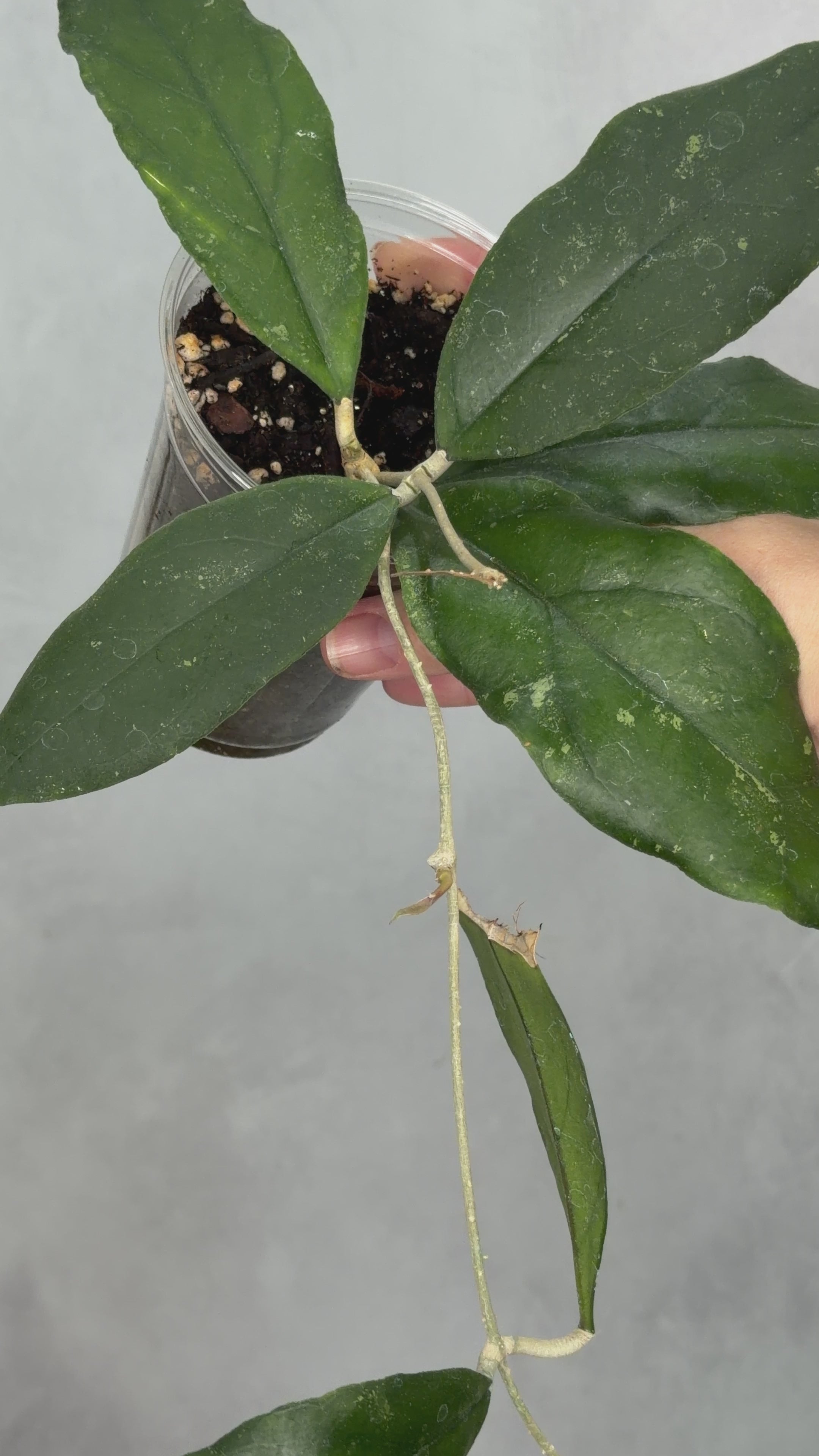 Hoya sp. Limbang