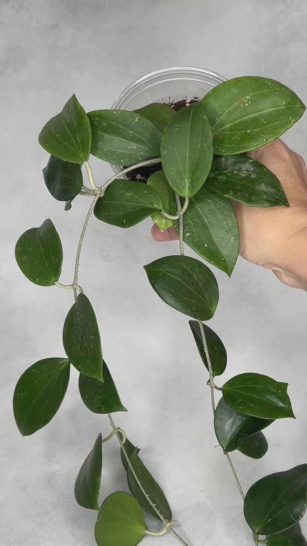 Hoya sp BP-01