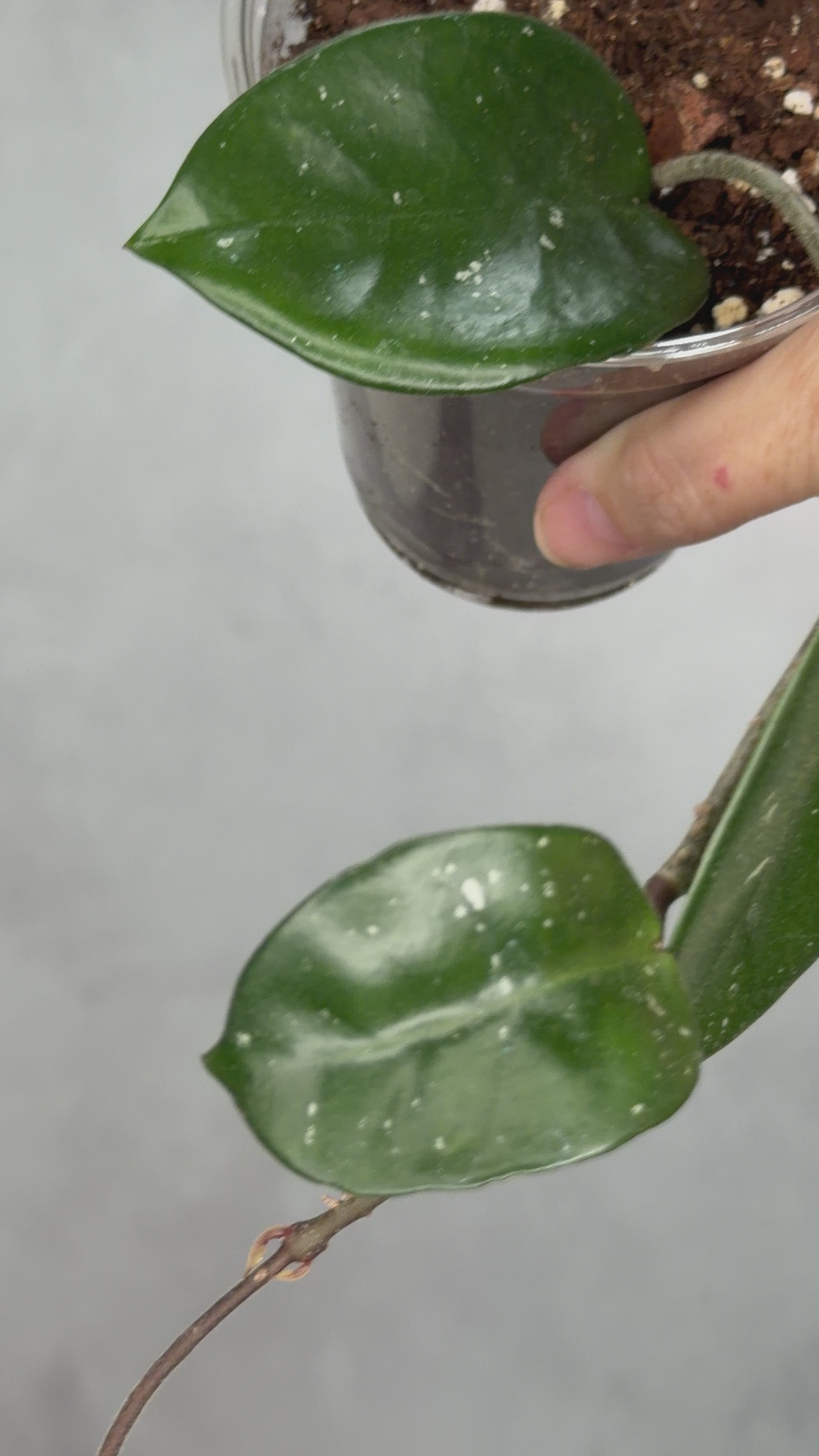 Hoya fungii (seedling, splash)