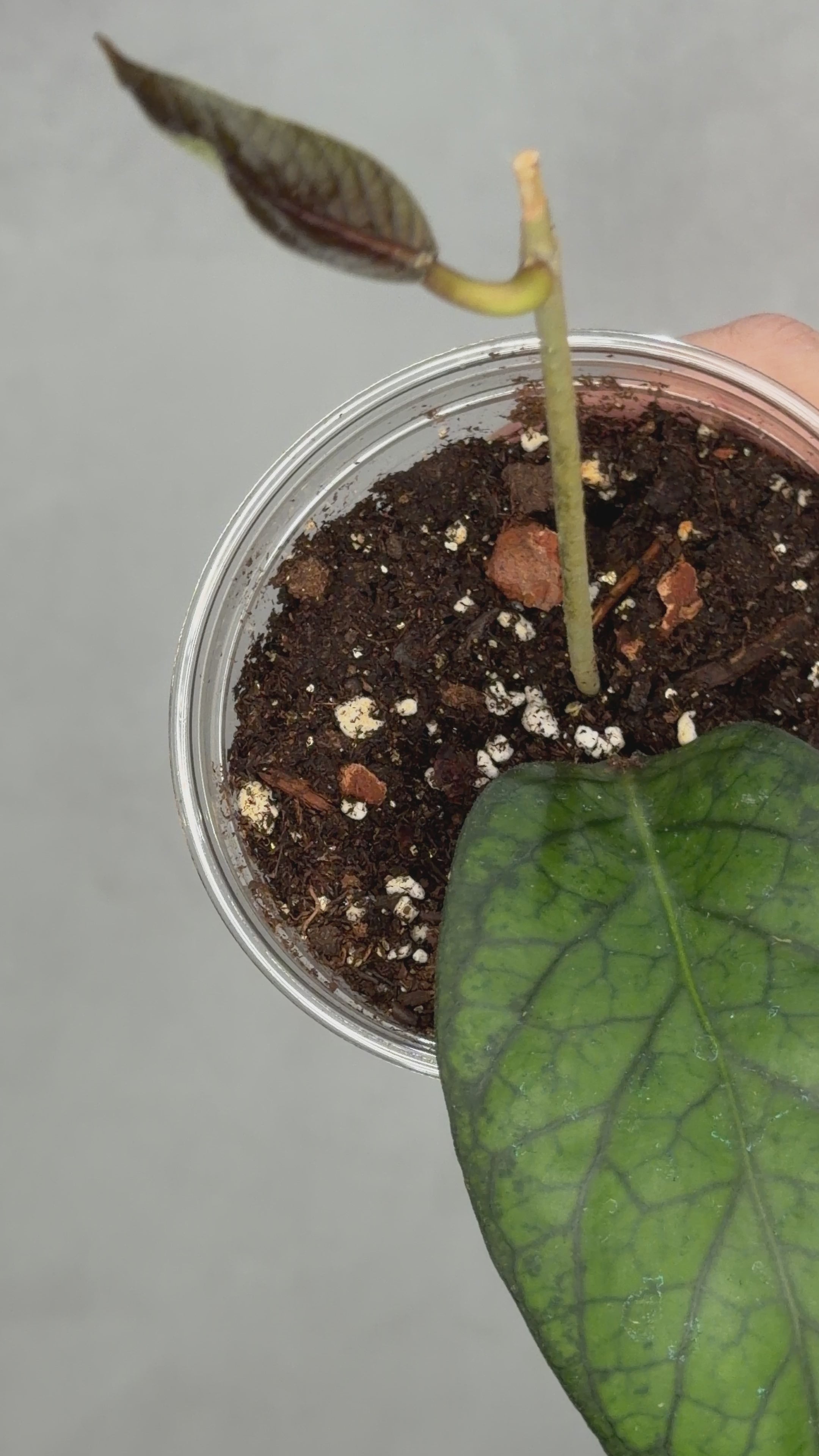 Hoya sp NOID (UPT)