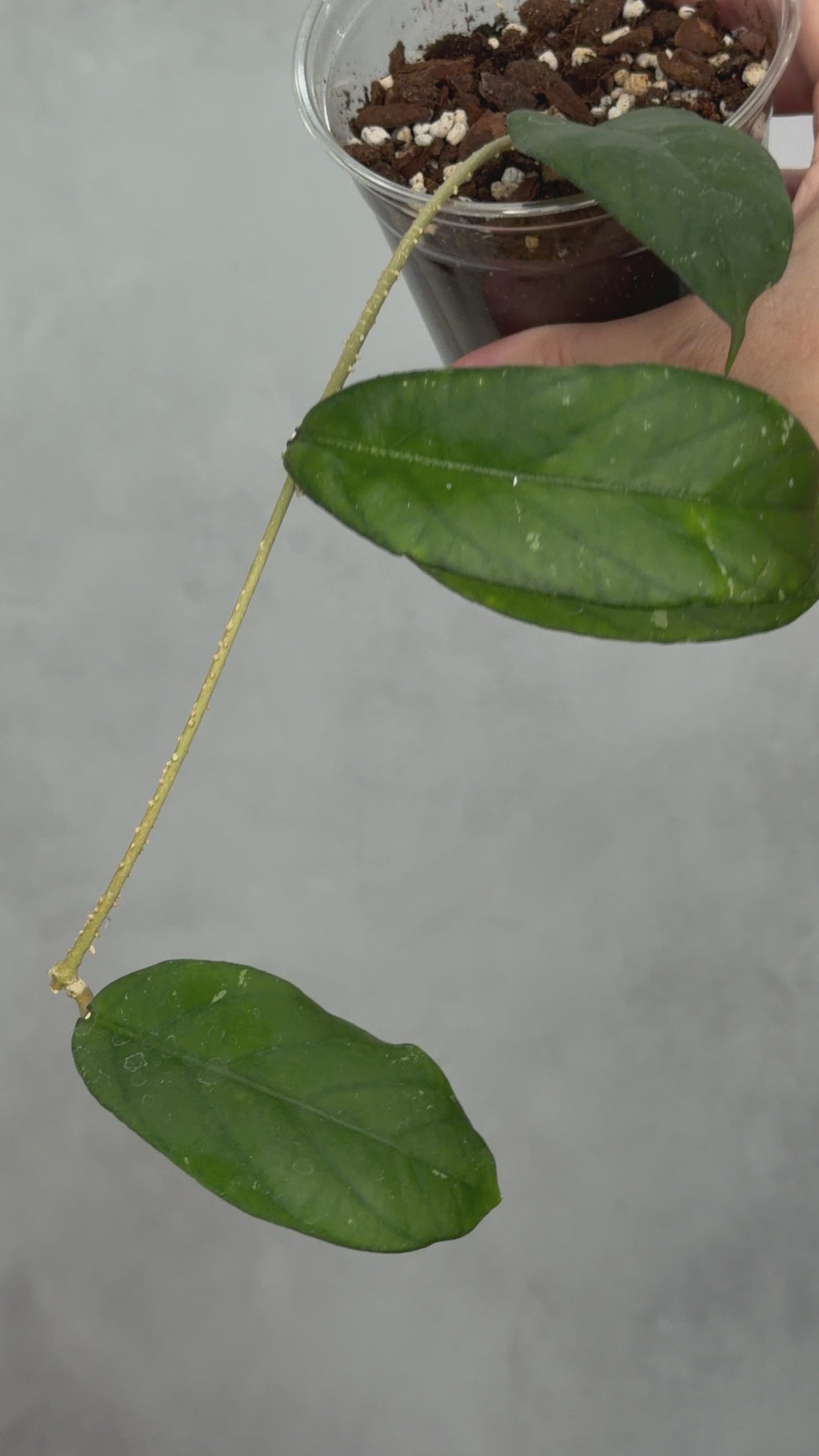 Hoya sp. Bengkulu