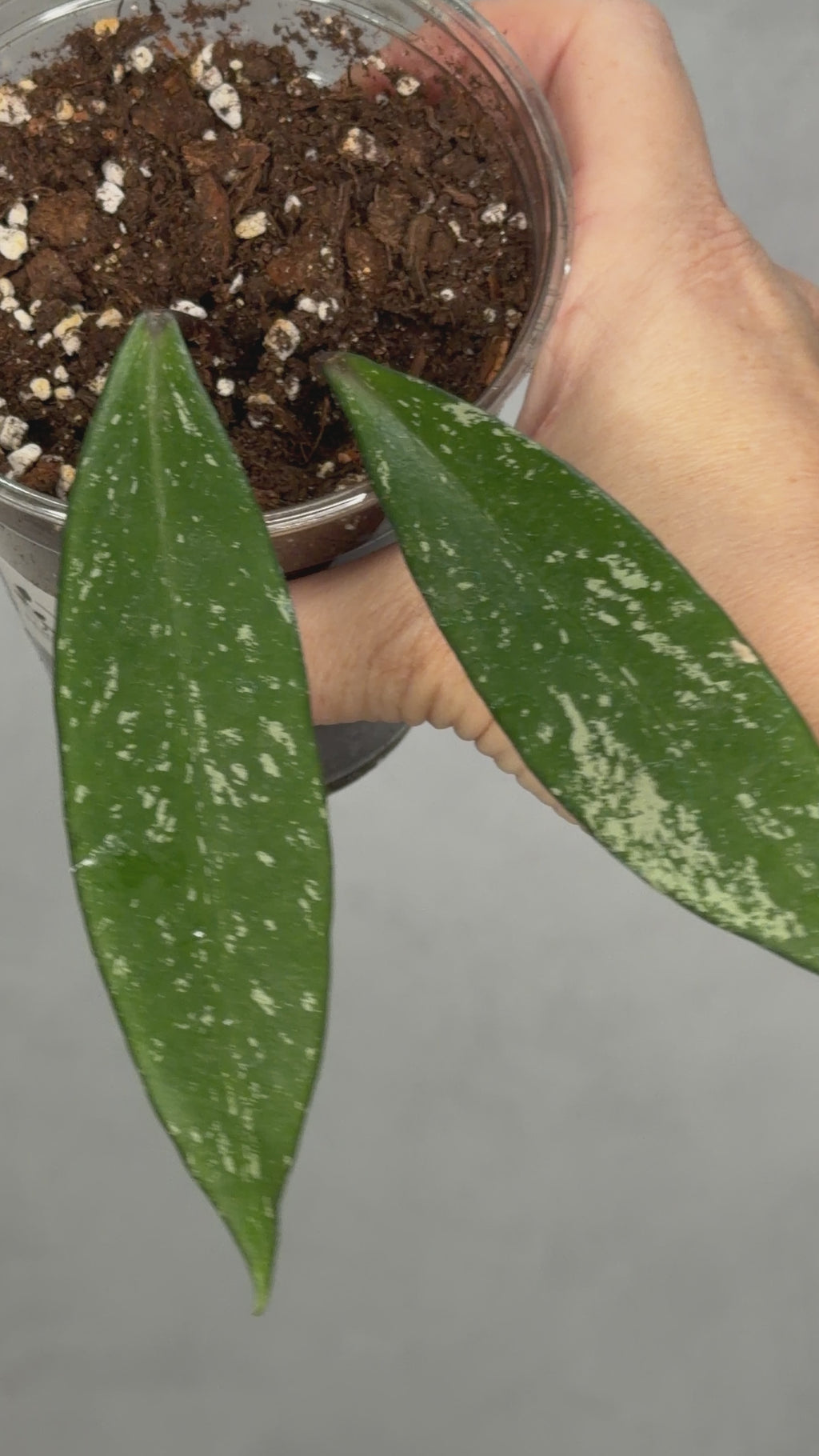 Hoya pubicalyx ‘Reva’