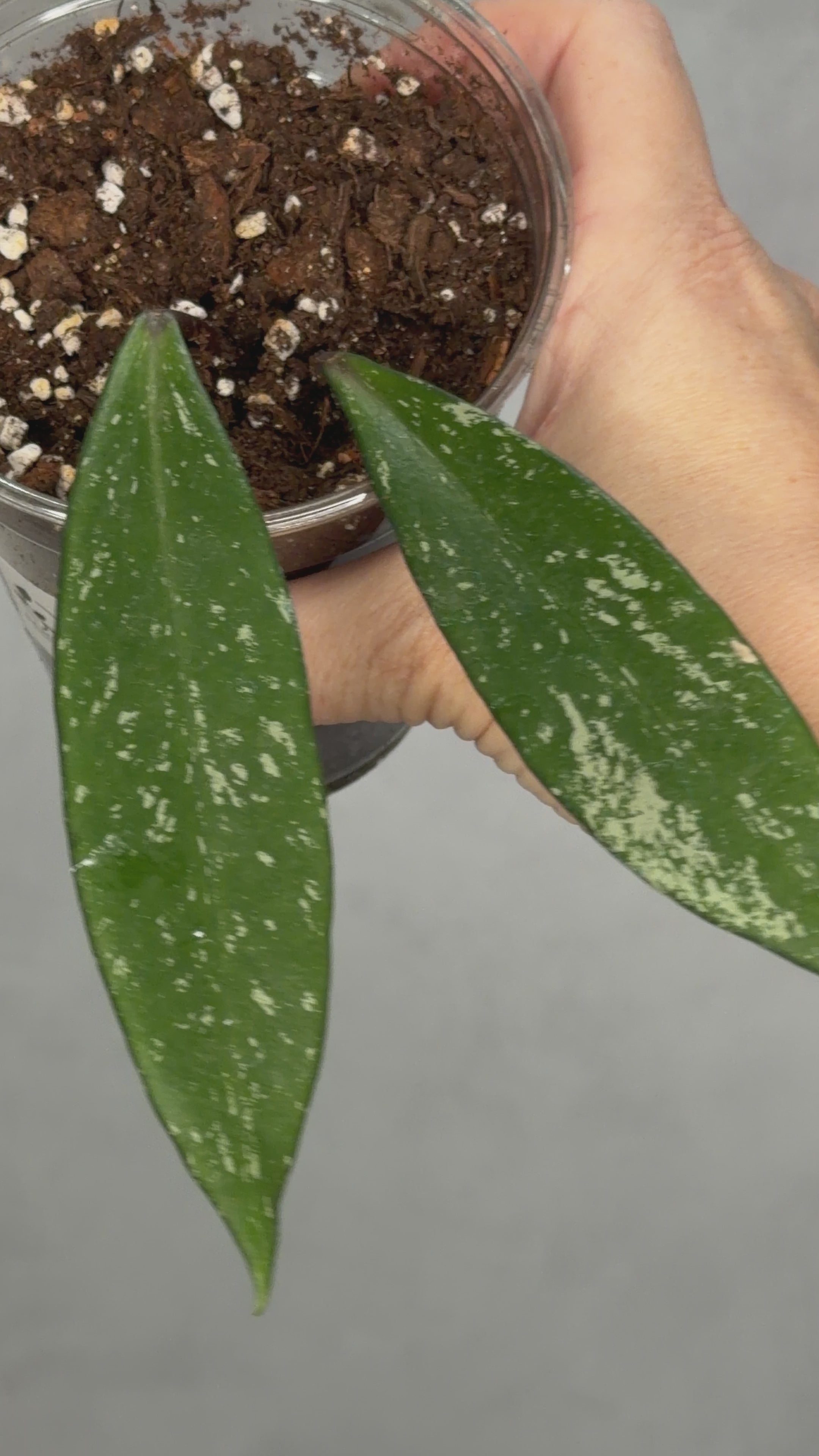 Hoya pubicalyx ‘Reva’