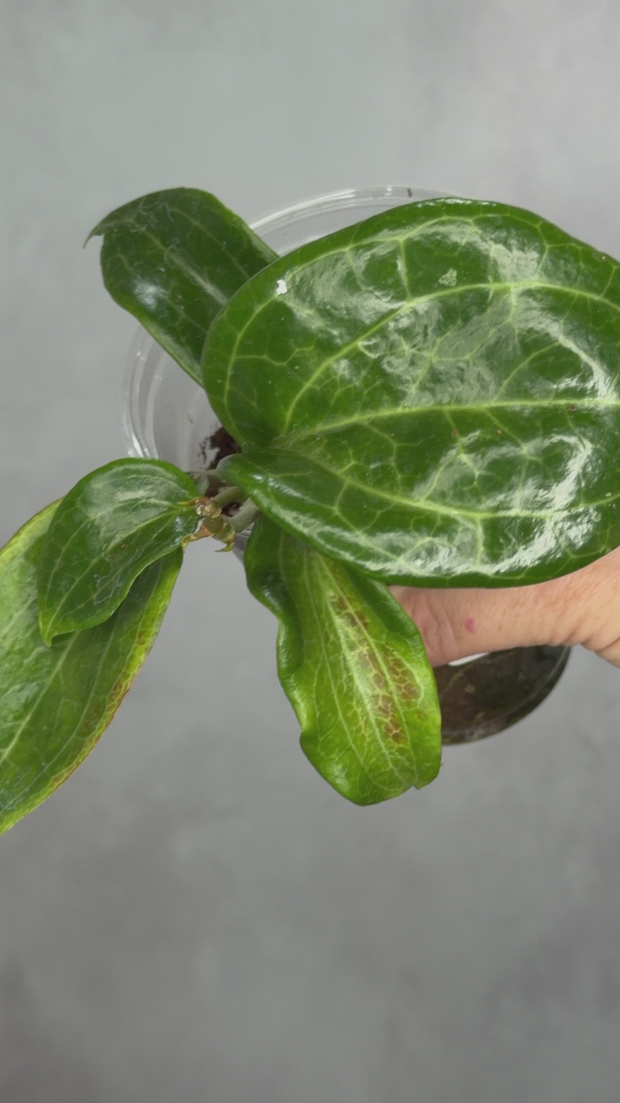 Hoya merrillii
