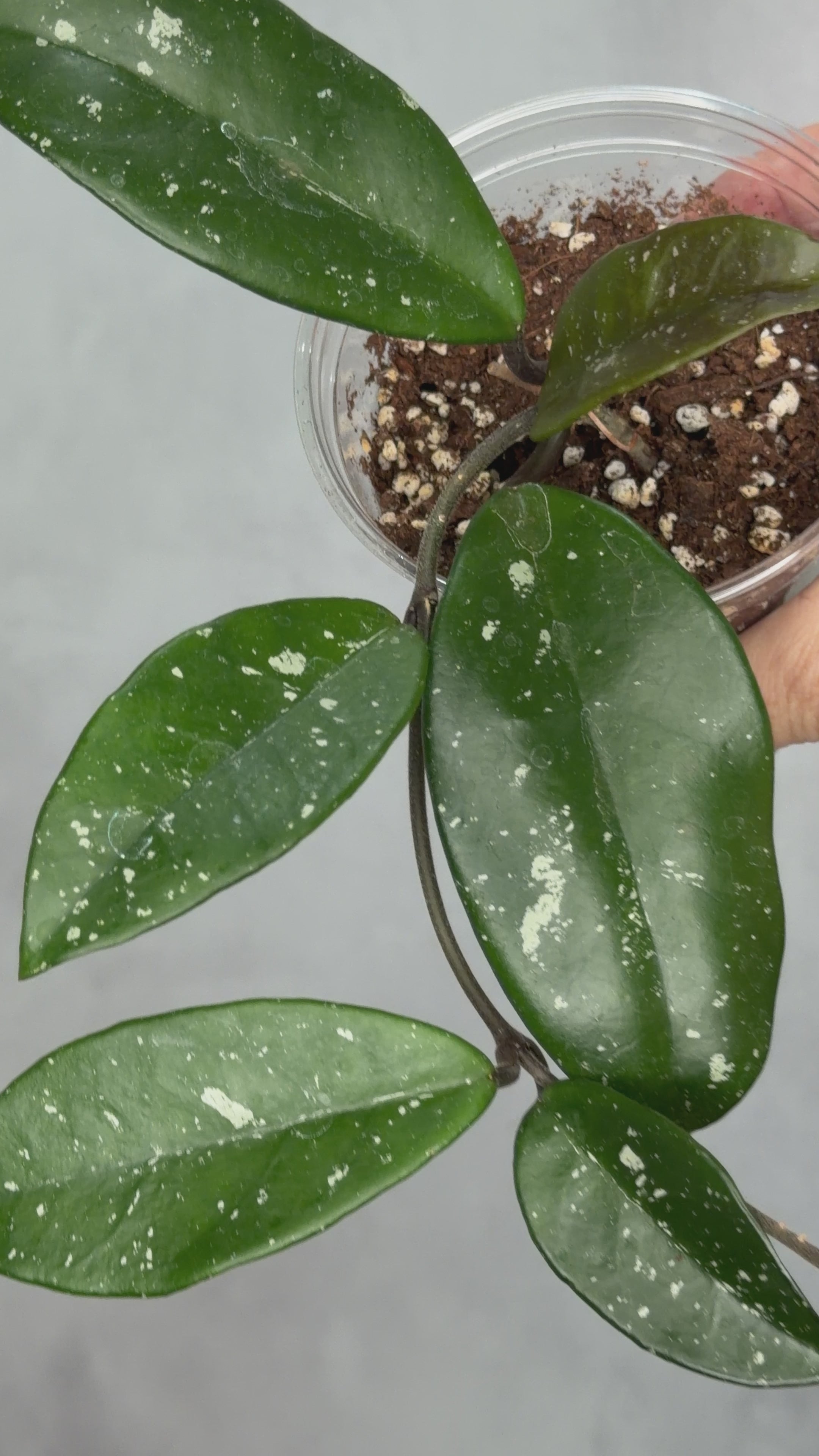 Hoya ‘Wildflower’