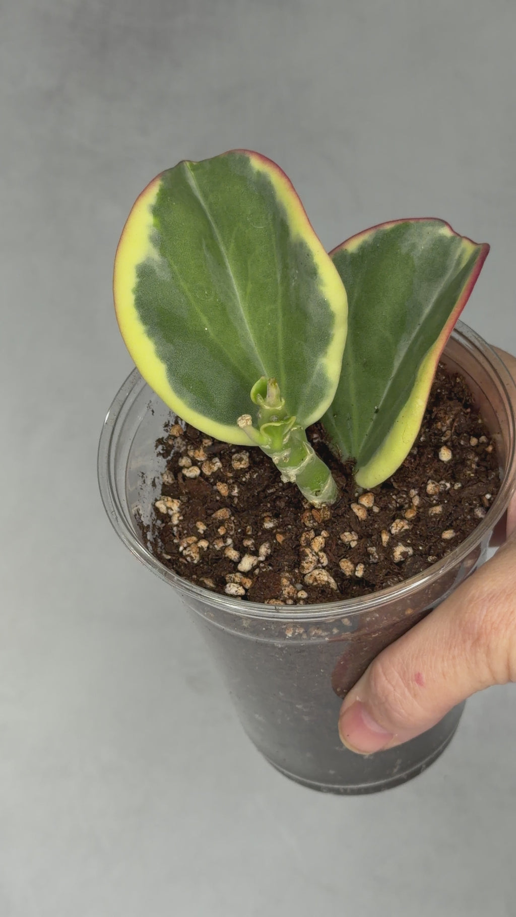 Hoya subquintuplinervis ‘New Moon’