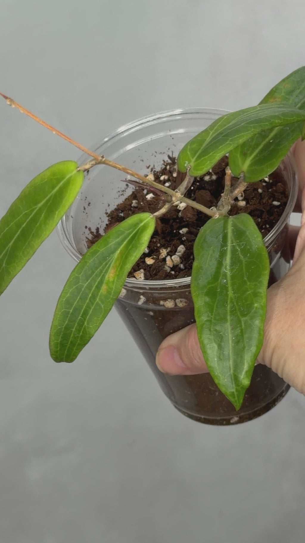 Hoya bordenii