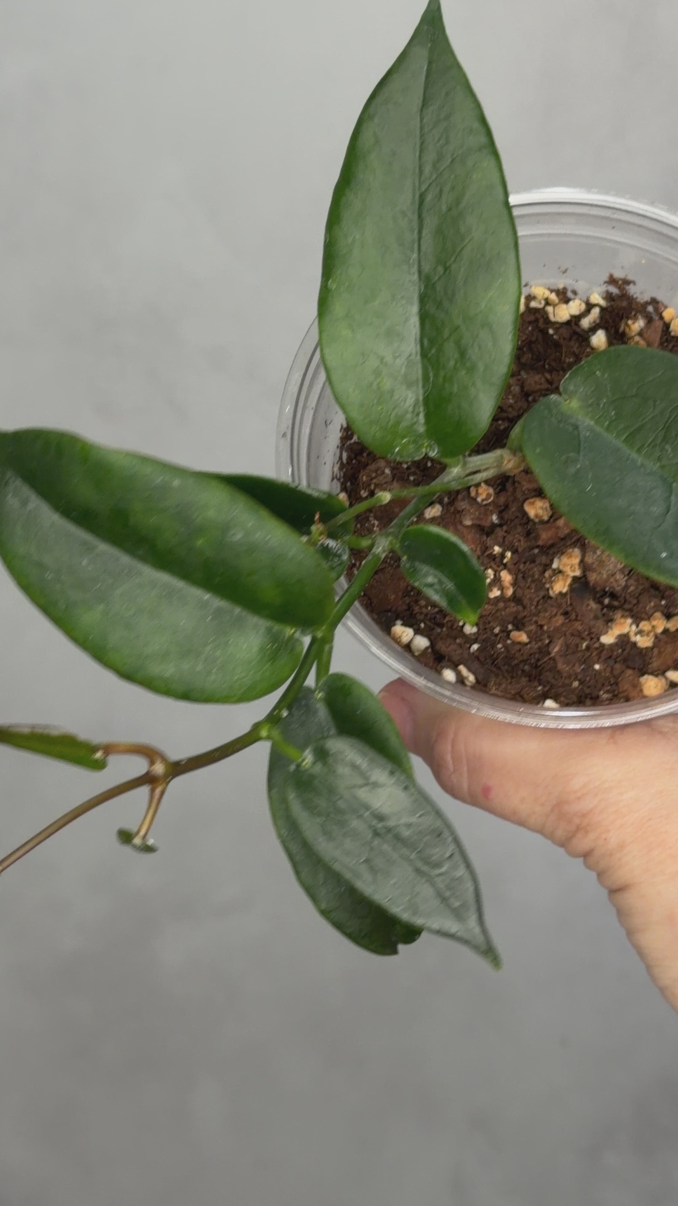 Hoya macgillivrayi