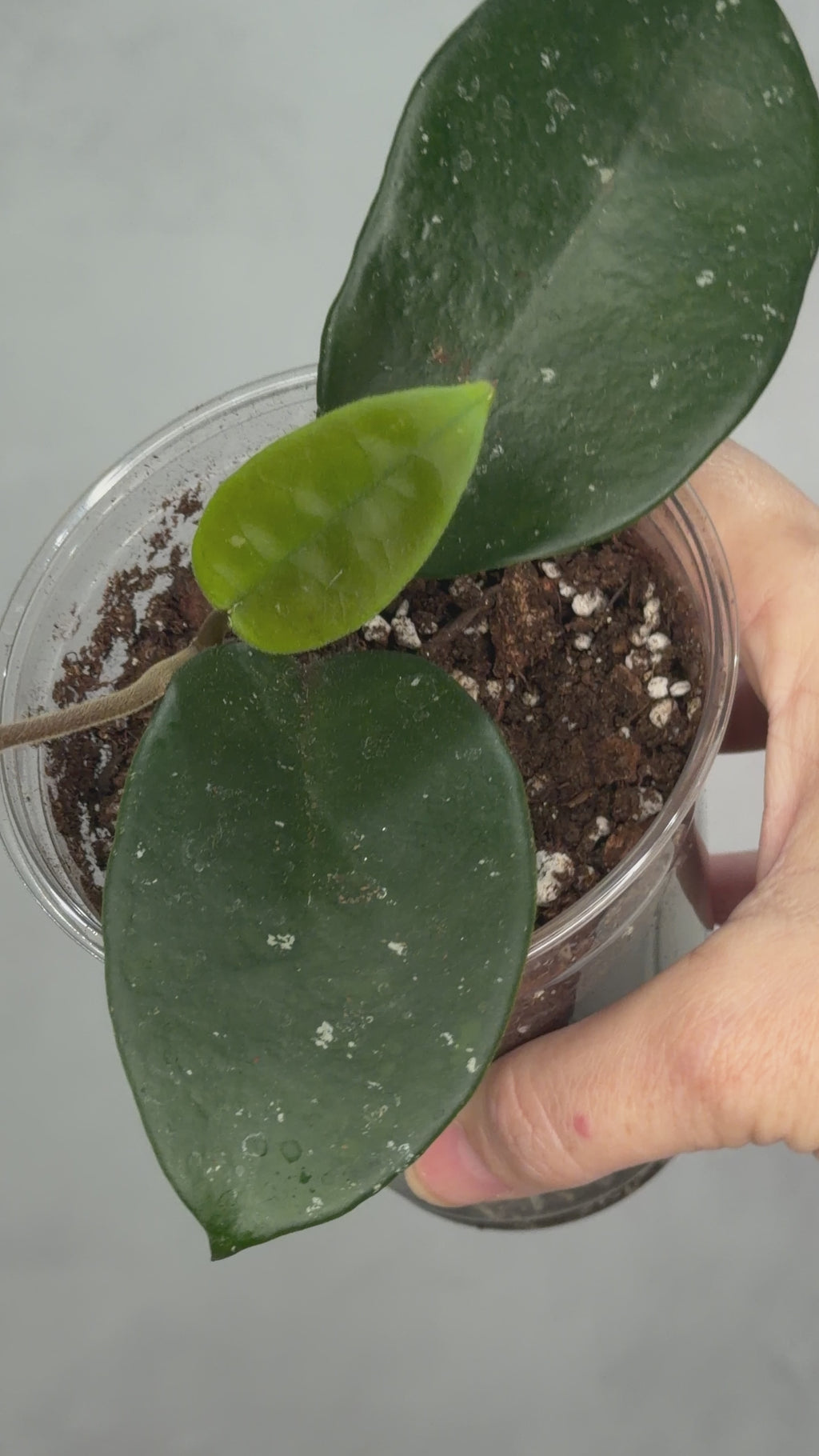 Hoya fungii (seedling, splash)