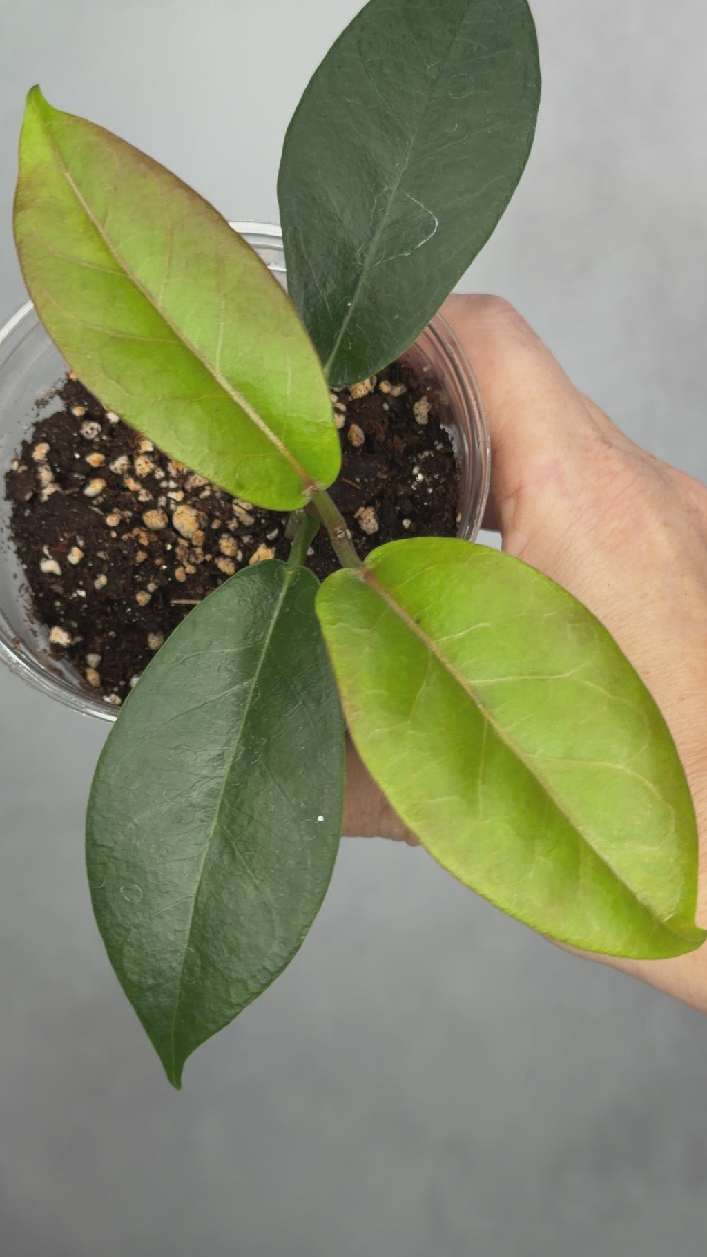 Hoya naumannii