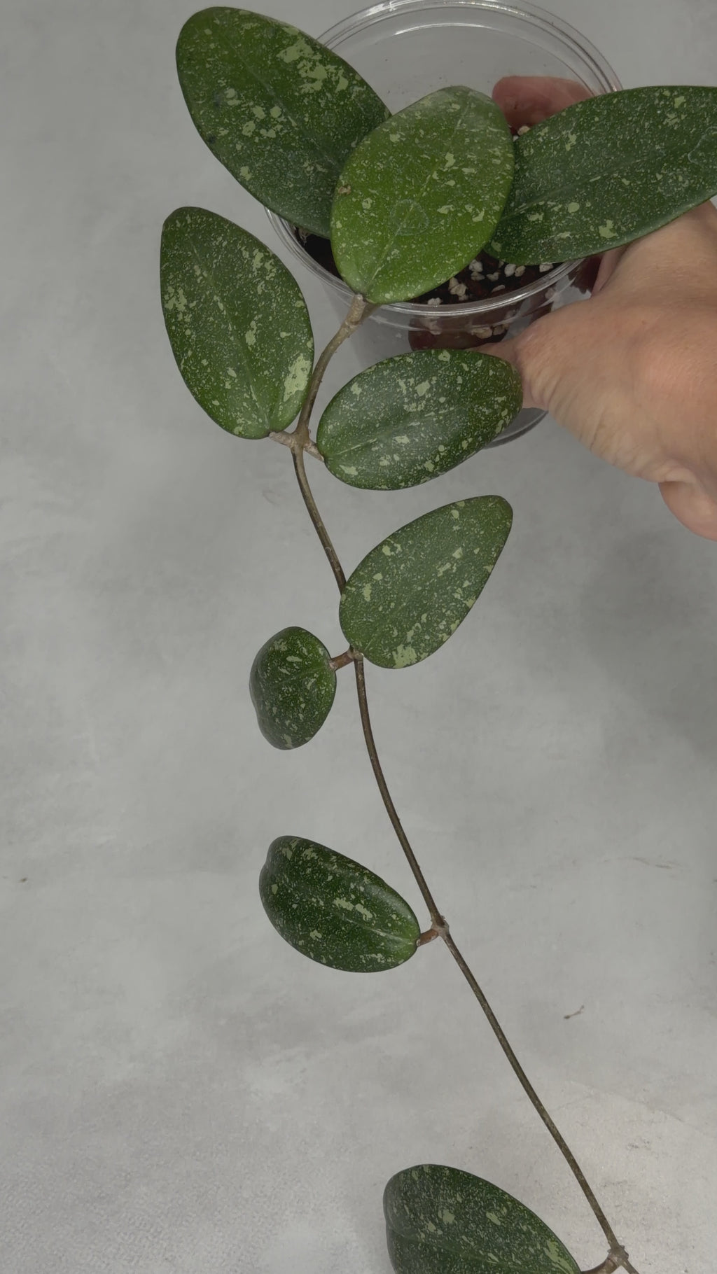Hoya sp Vietnam AH001
