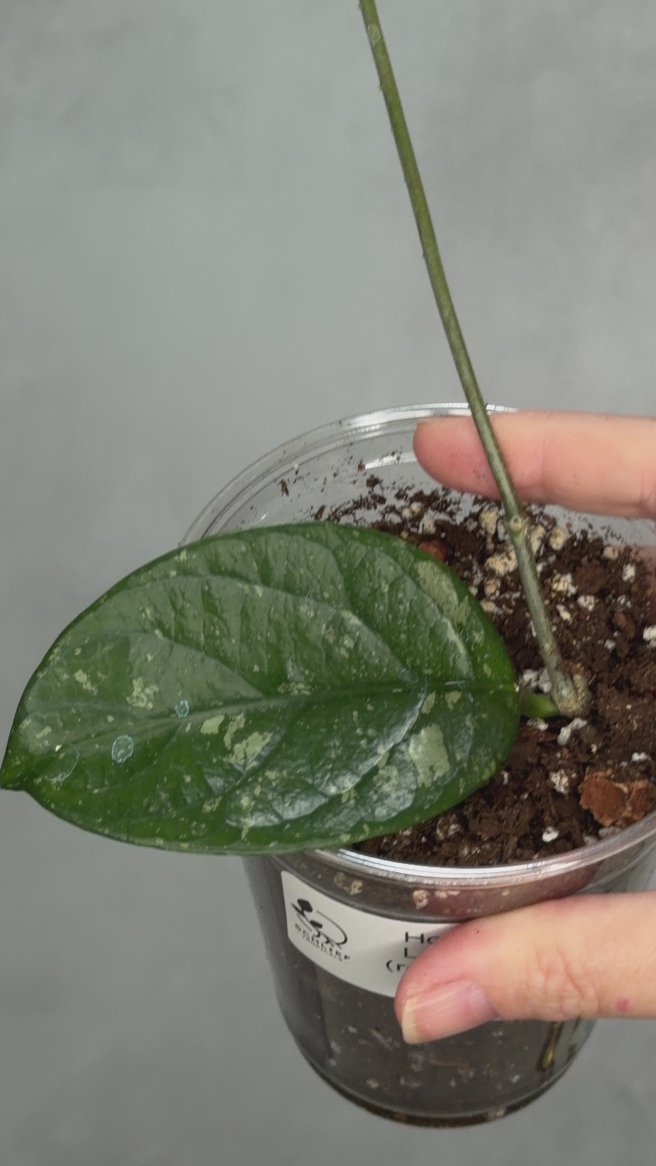 Hoya sp Lai Chau (Round Leaf)