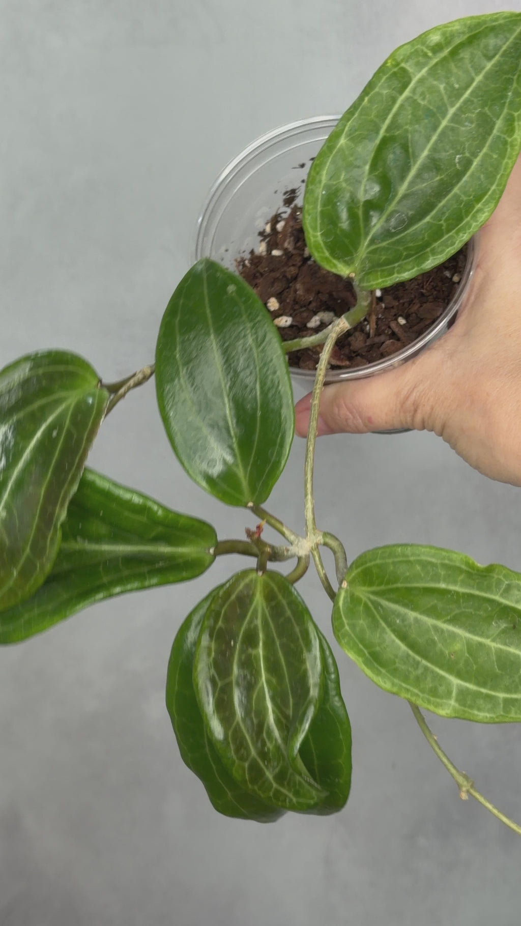 Hoya merrillii