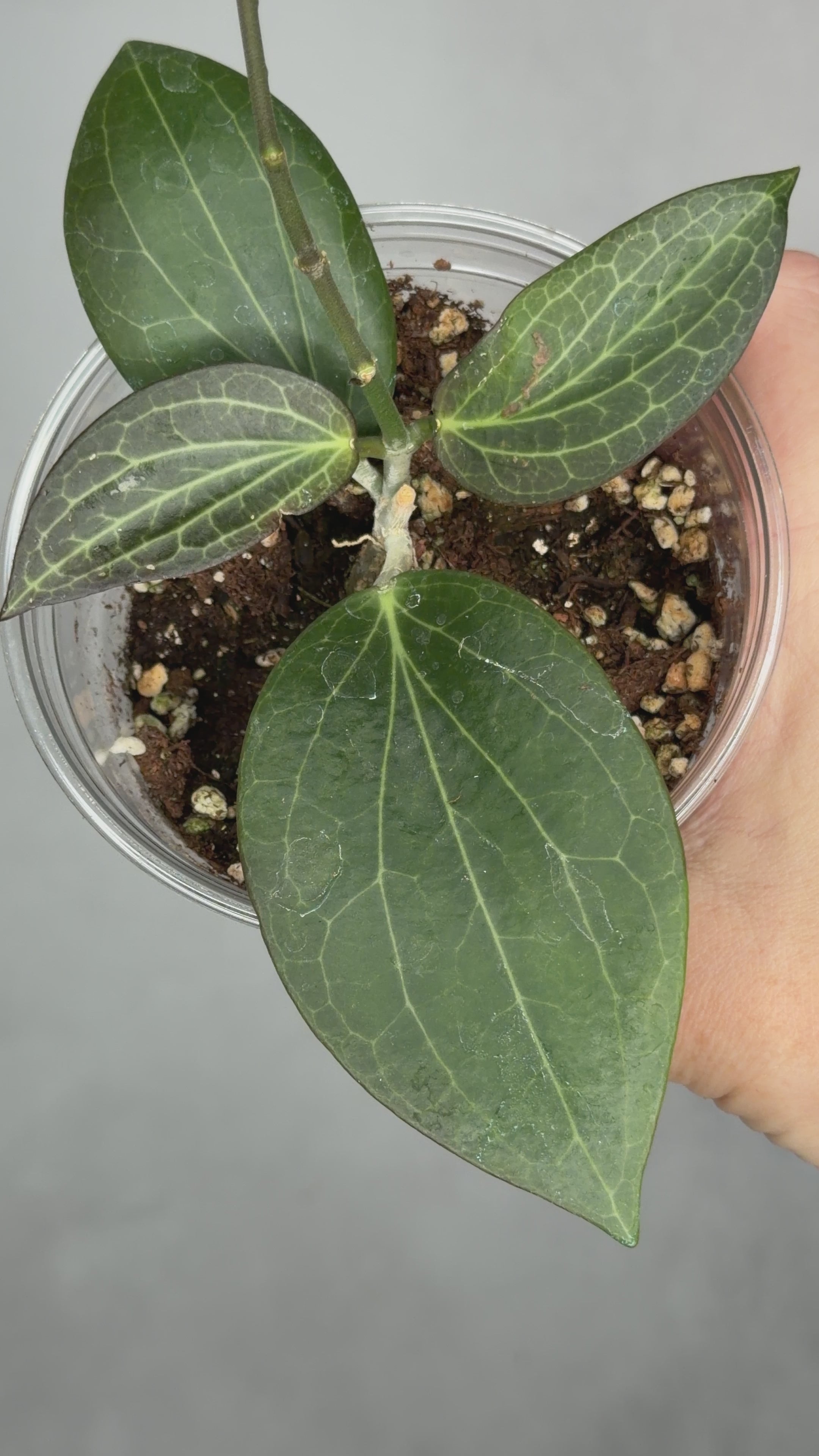 Hoya hellwigiana