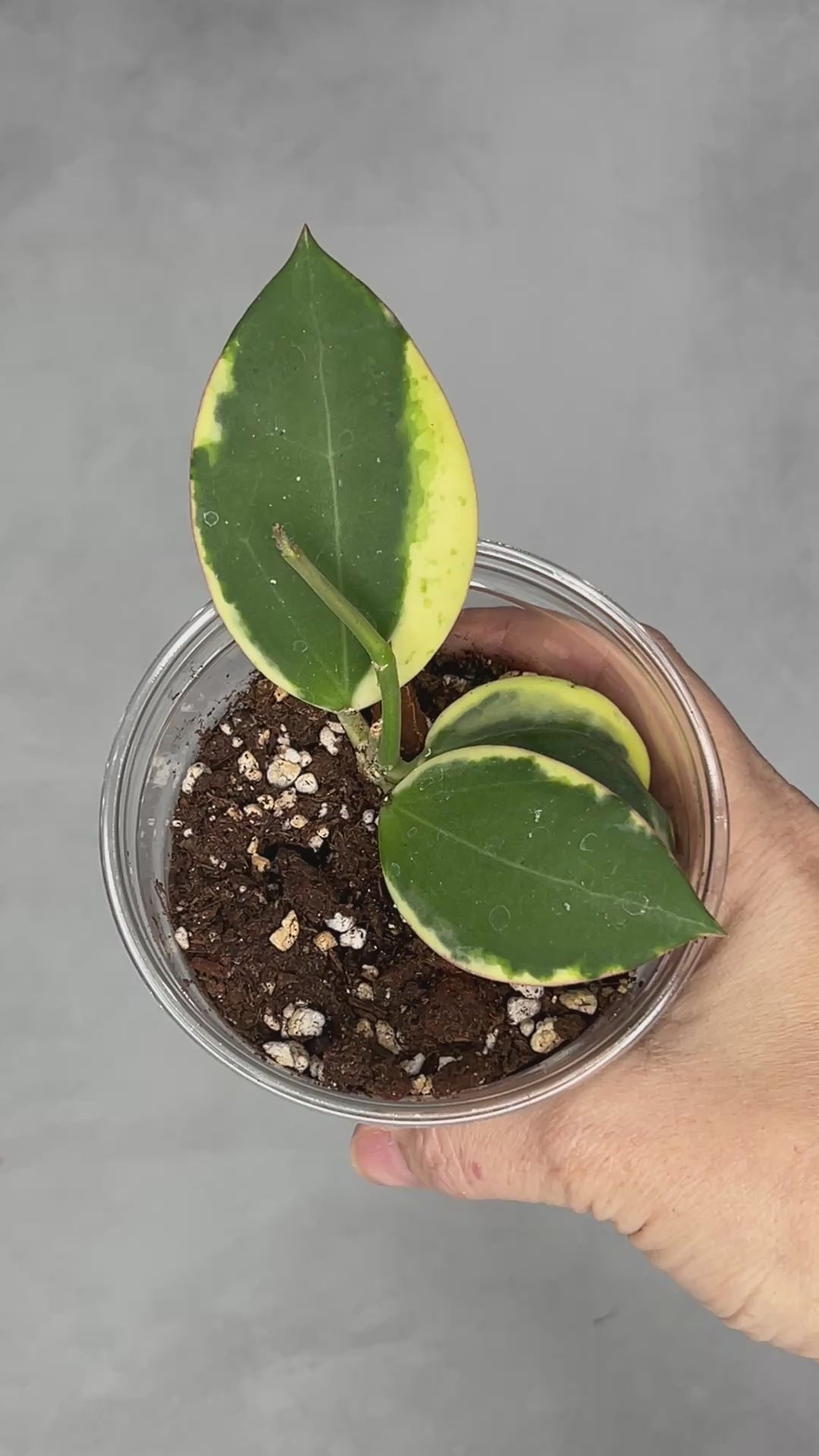 Hoya ‘Para Albo’