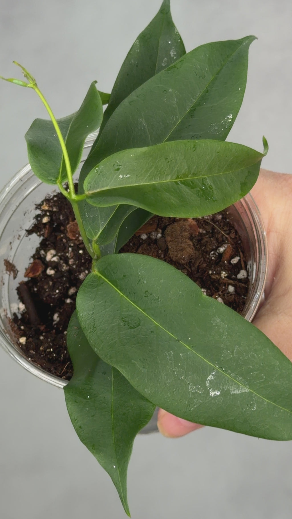 Hoya apoda