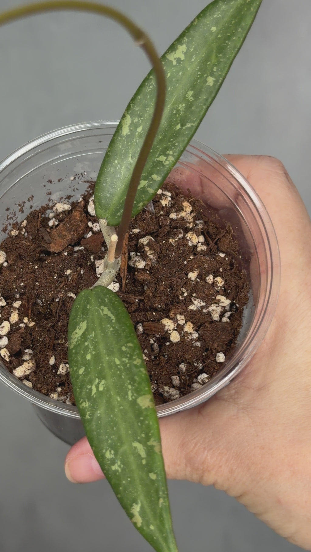 Hoya sp. Loei Province