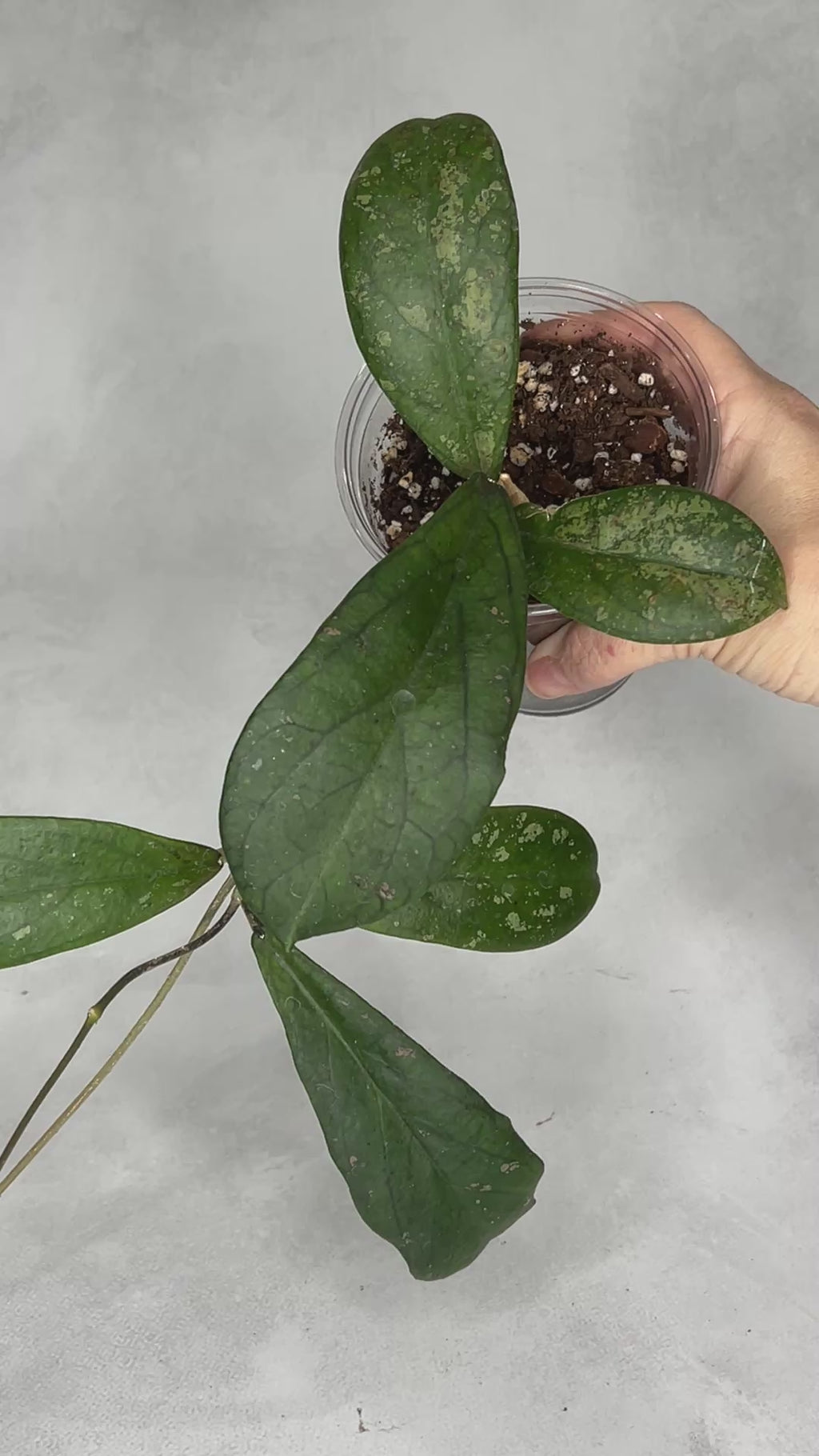 Hoya leonensis