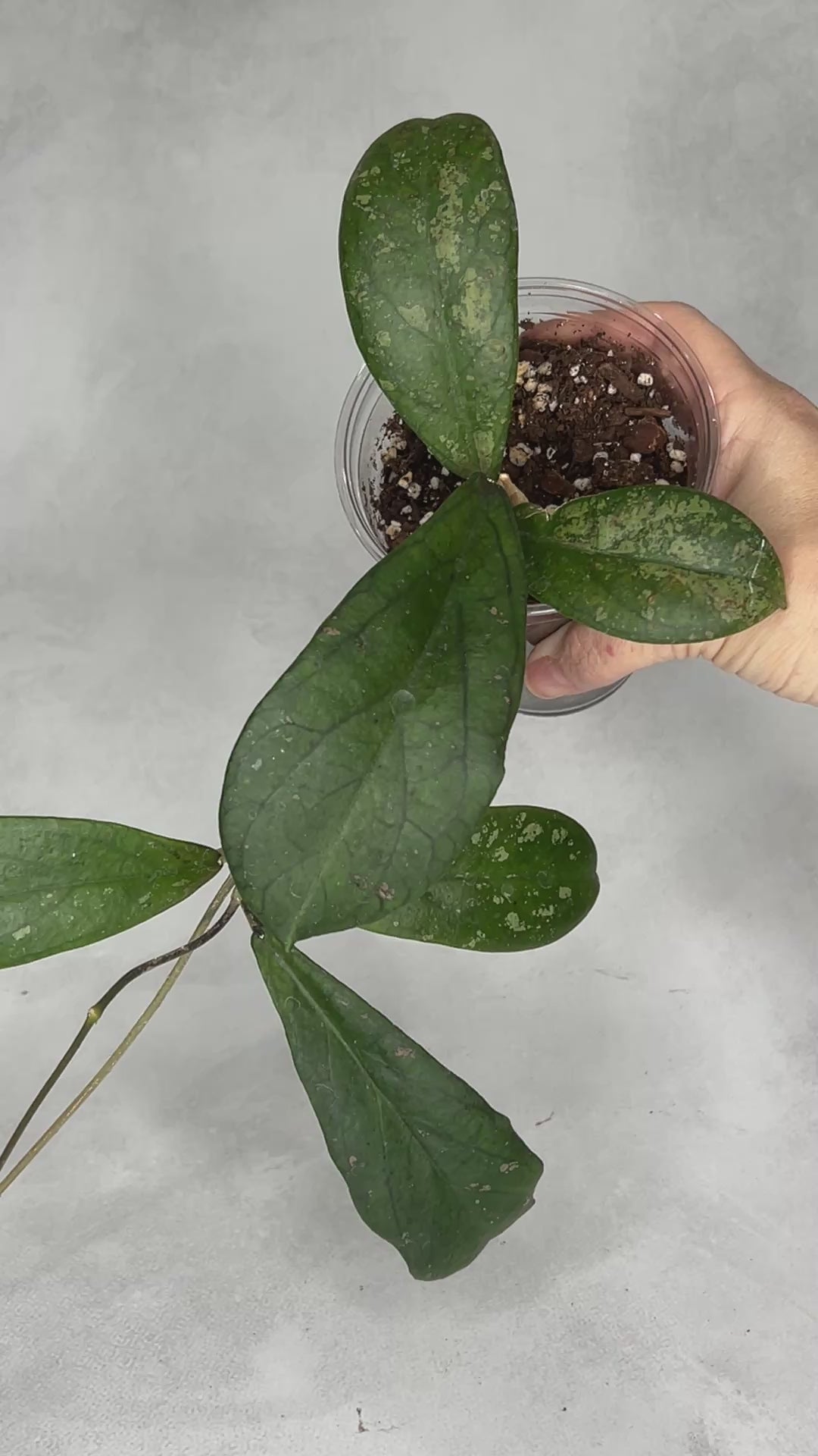 Hoya leonensis