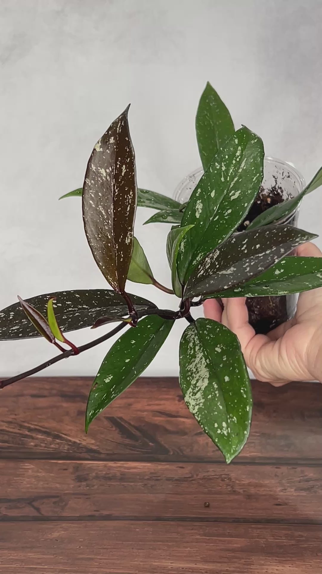 Hoya pubicalyx ‘Black Dragon’