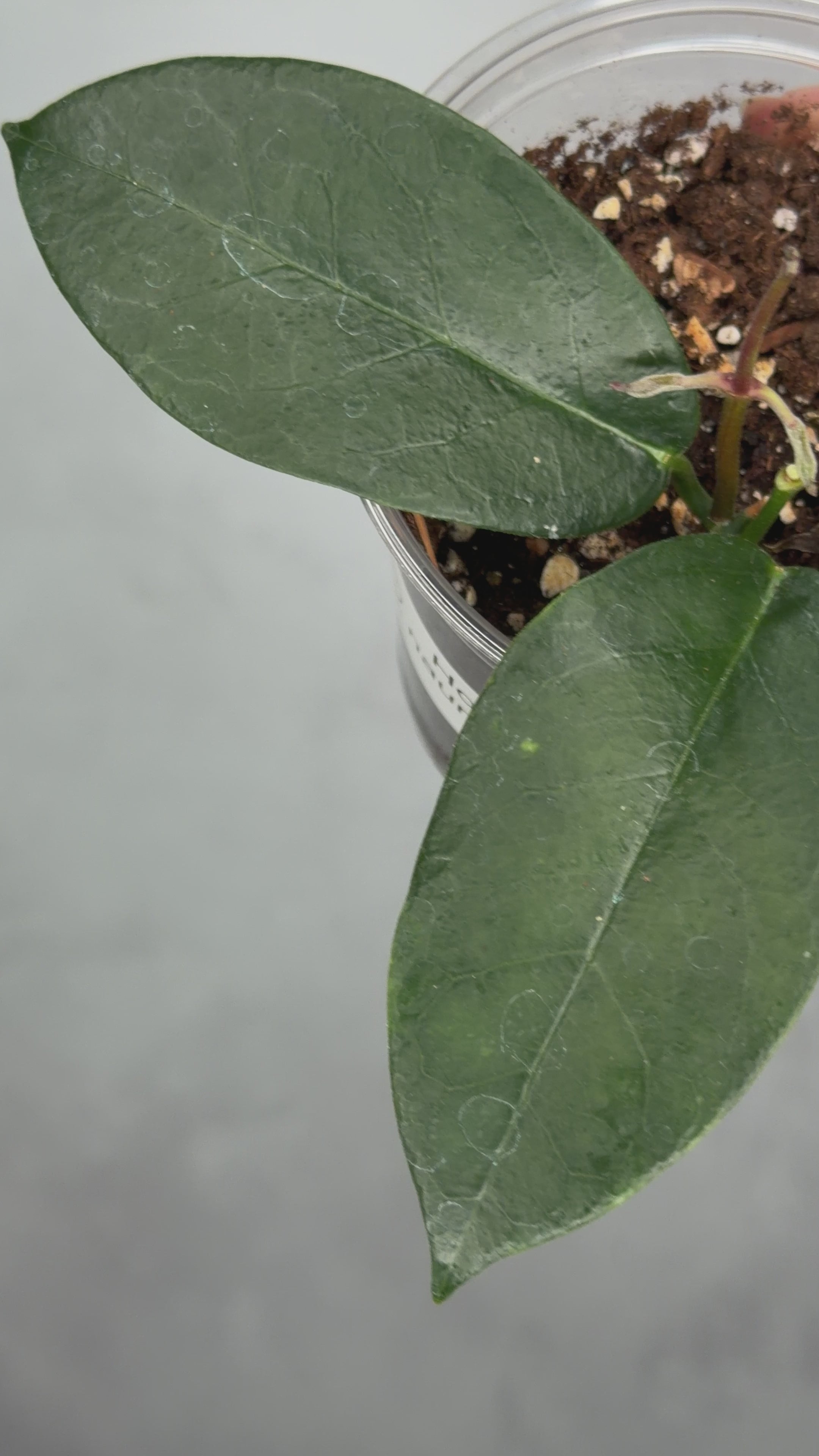 Hoya naumannii