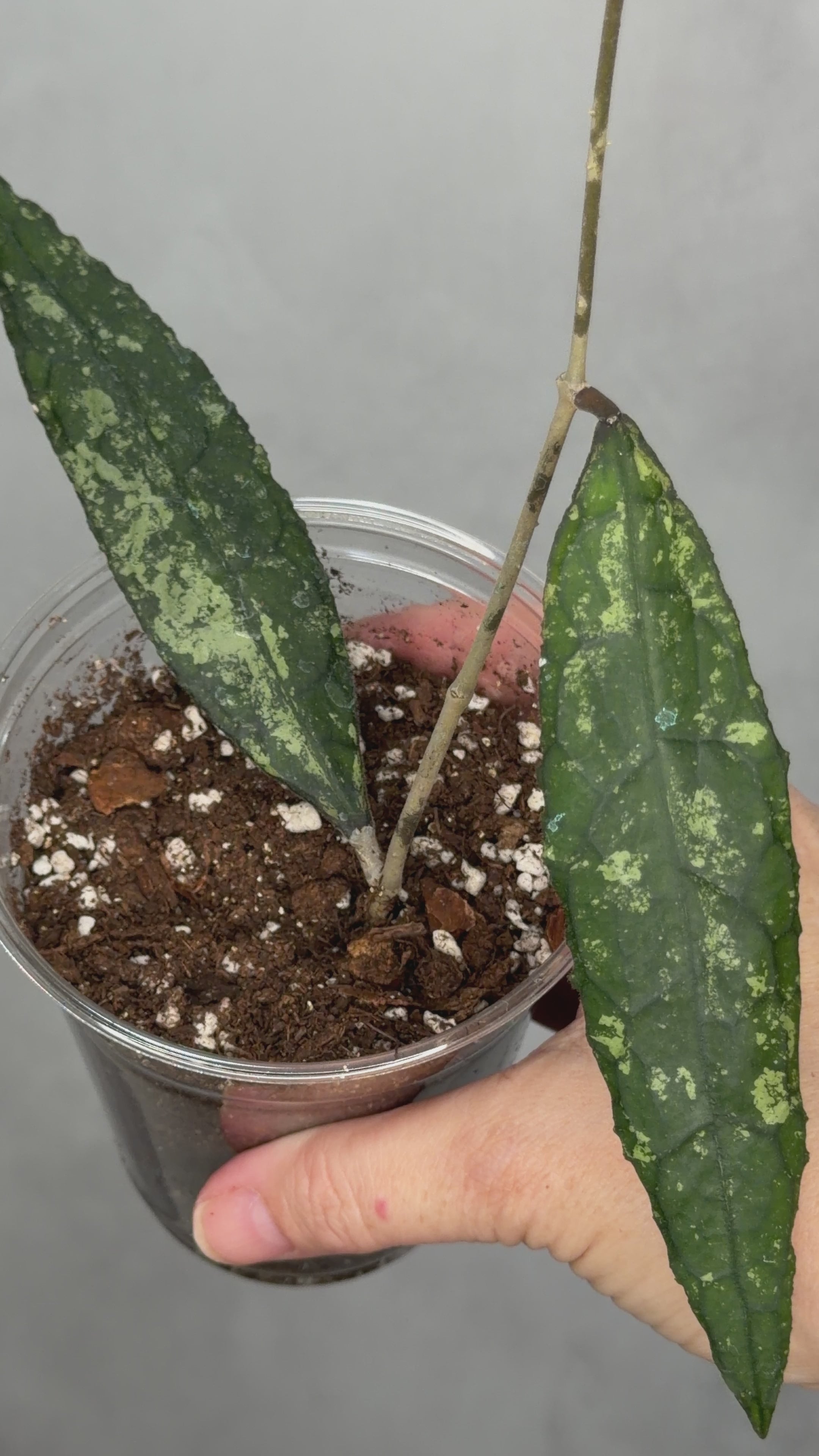 Hoya clemensorium