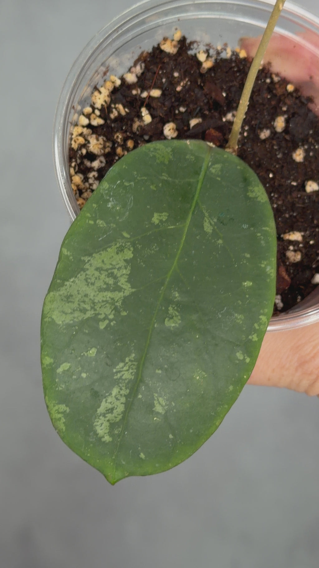 Hoya sp. Rejang Lebong