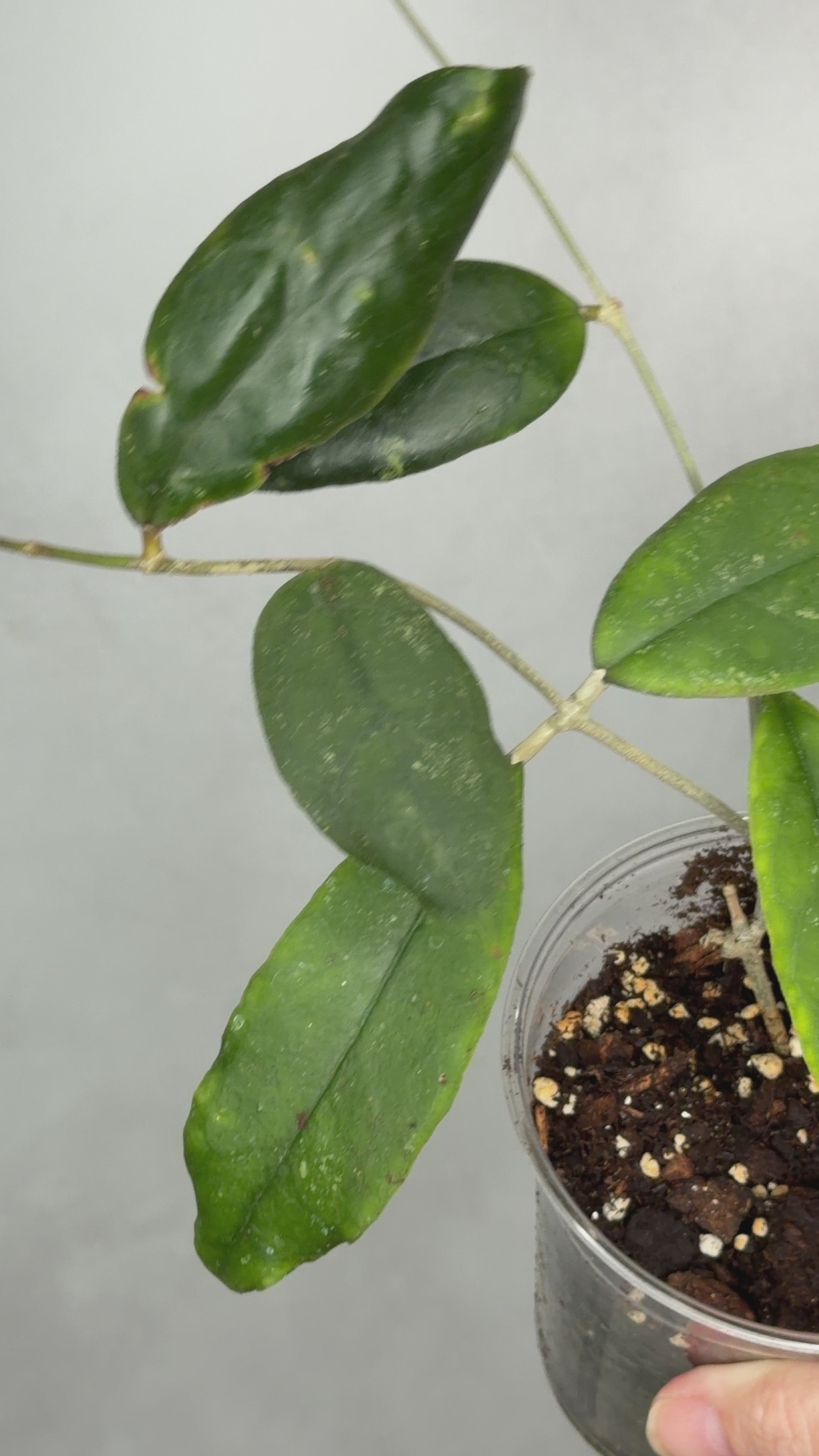 Hoya sp. Limbamg