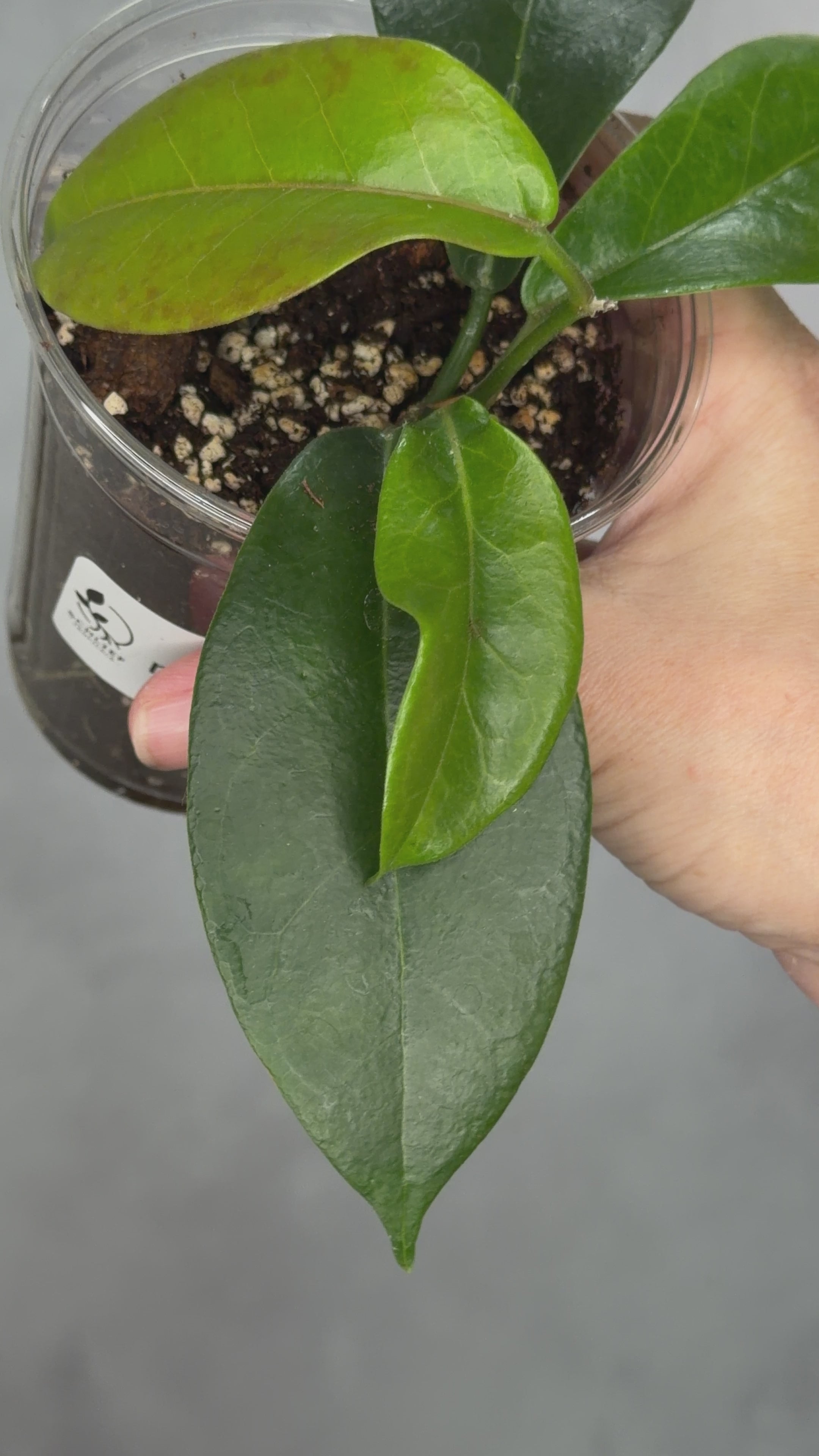 Hoya naumannii